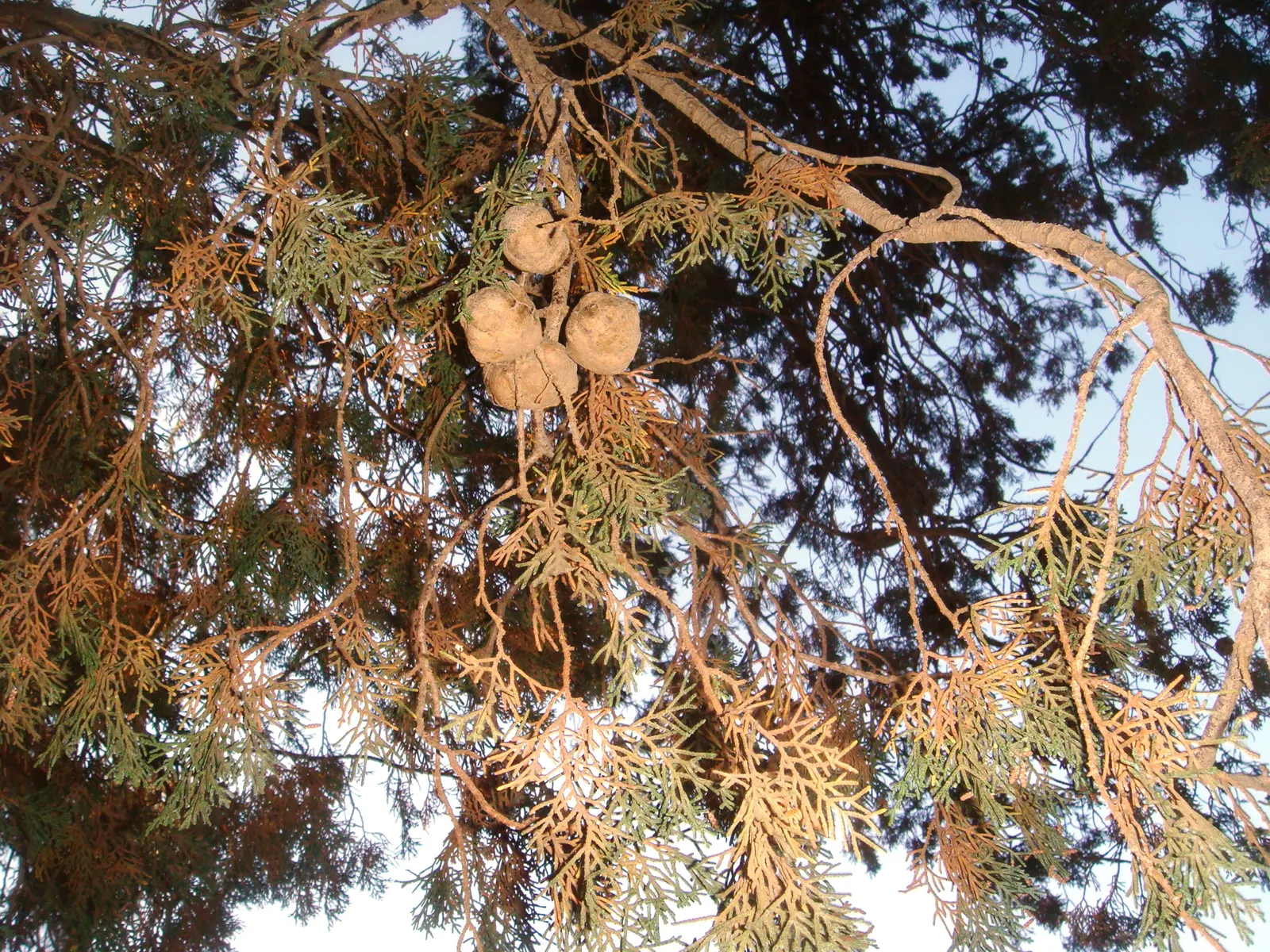 Arizona Cypress (Cupressus Arizonica) — it serves as an excellent windbreak or privacy screen in southwestern landscapes