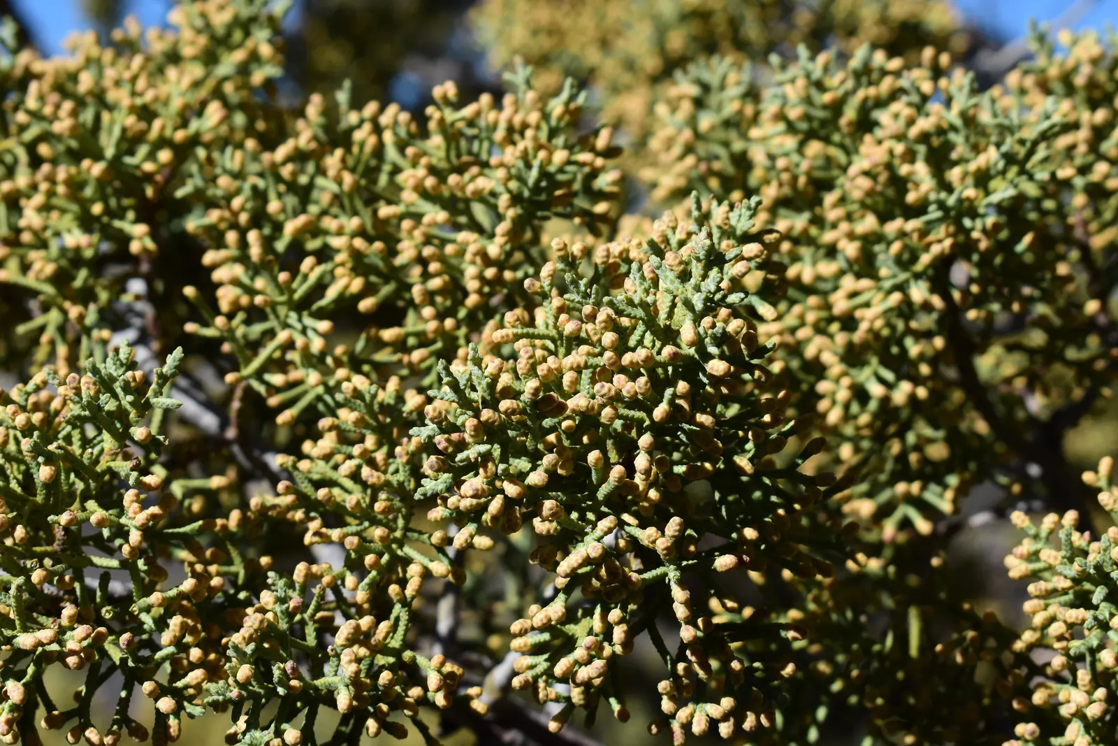 Arizona Cypress (Cupressus Arizonica) — Its blue-green foliage and reddish-bark provide year-round visual interest