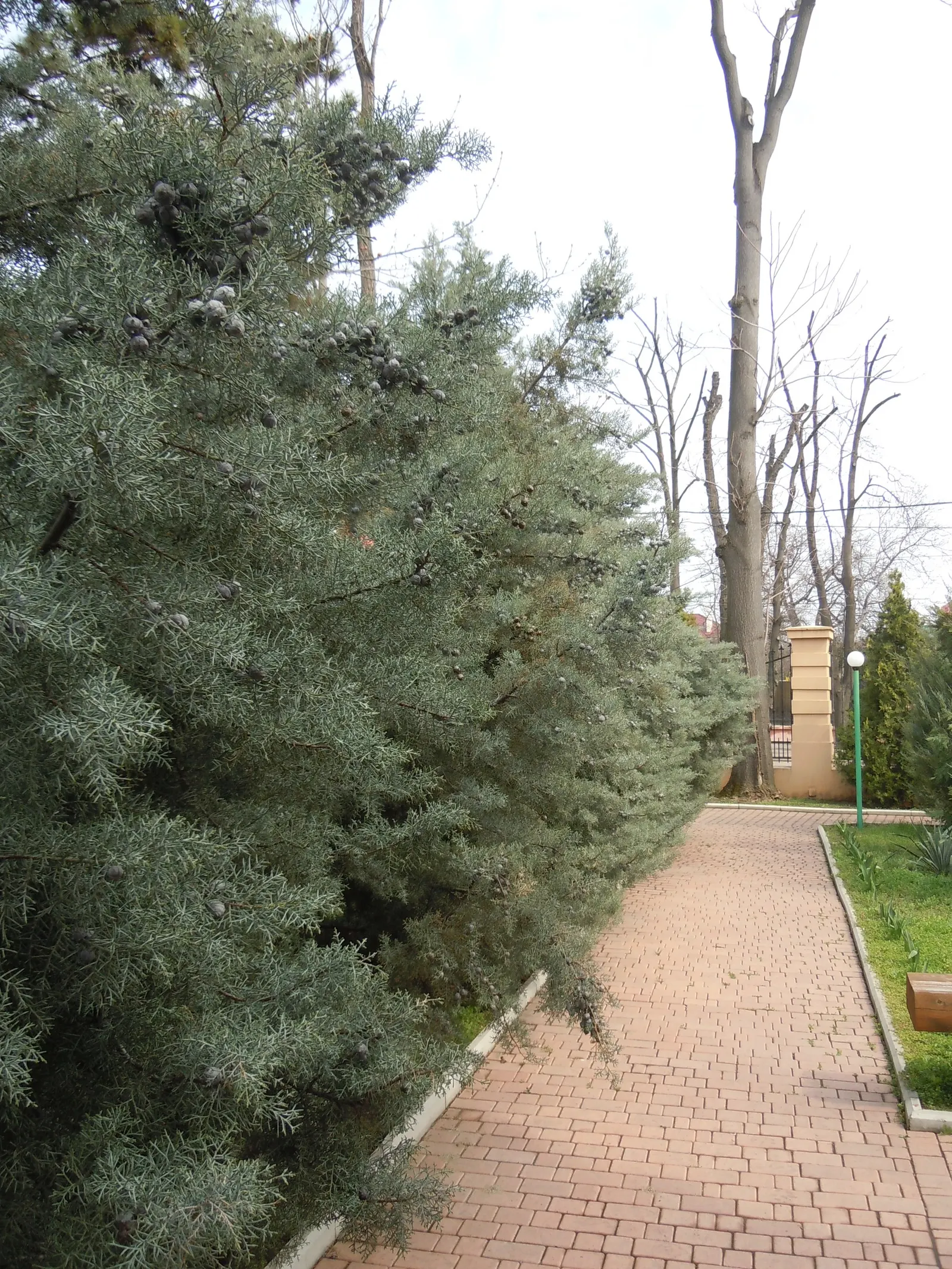 Arizona Cypress (Cupressus Arizonica) — the Arizona Cypress prefers full sun exposure and well-drained soils