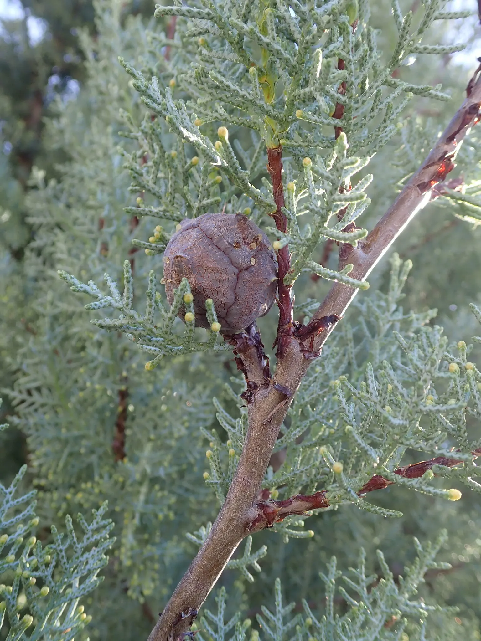 Arizona Cypress (Cupressus Arizonica) — it thrives in USDA hardiness zones 6 to 9; its blue-green foliage and reddish-bark provide year-round visual interest