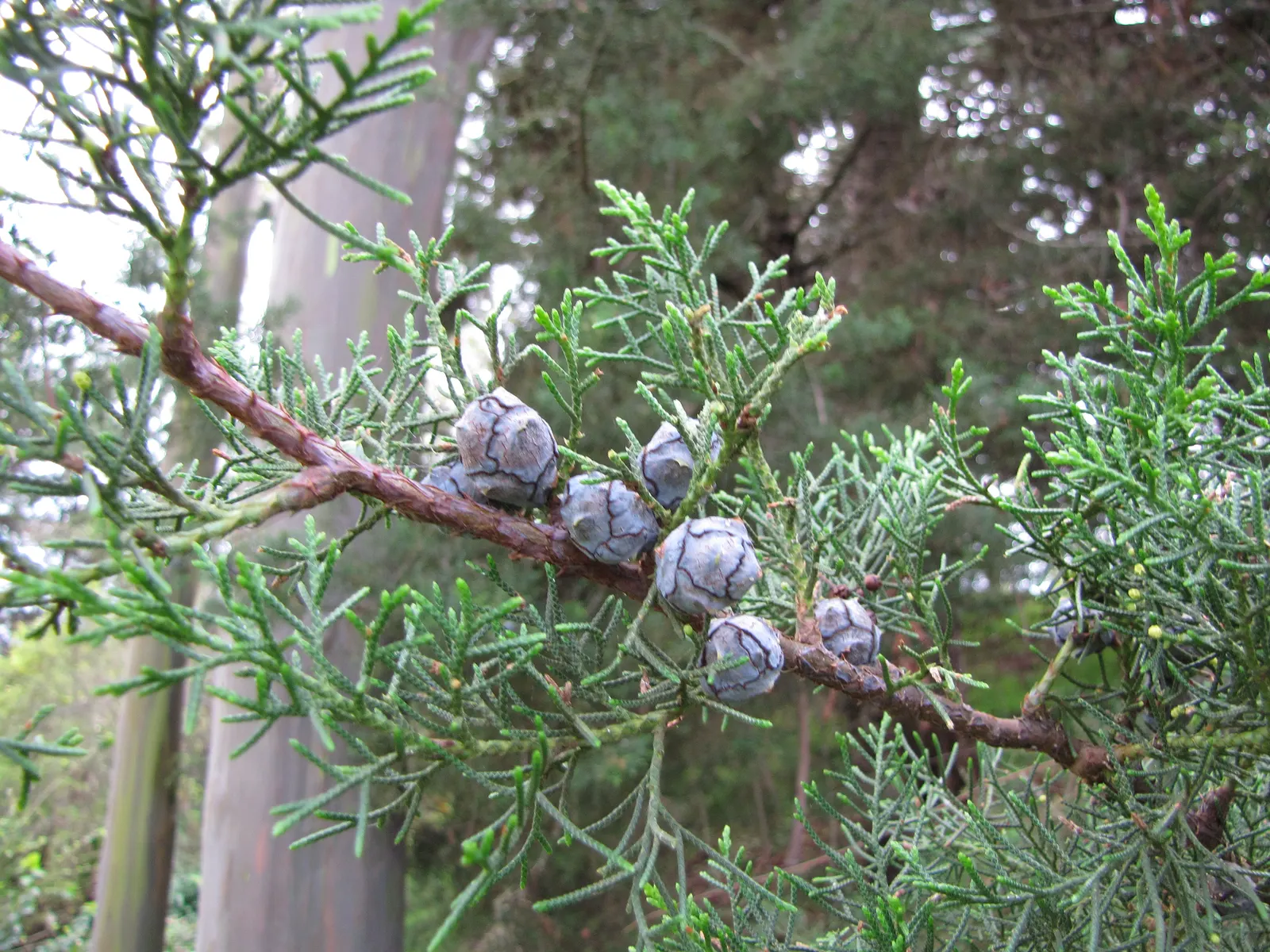 Arizona Cypress (Cupressus Arizonica) — the Arizona Cypress prefers full sun exposure and well-drained soils; tree for full