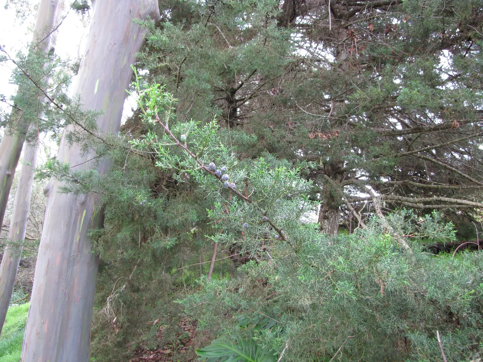 Arizona Cypress (Cupressus Arizonica) — and it is well-suited for xeriscaping due to its remarkable drought tolerance.<br><br>Robust in nature; and during late