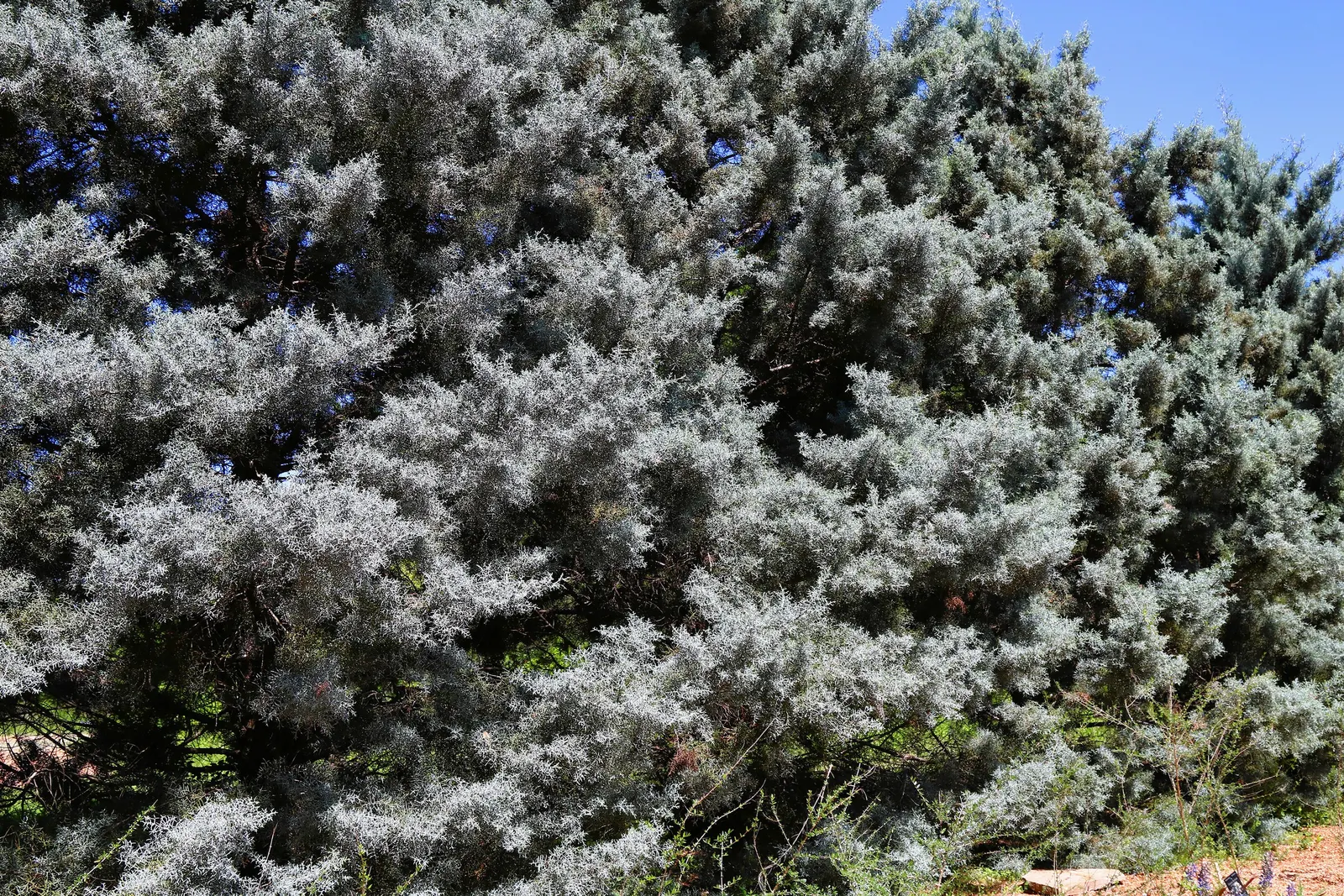 Arizona Cypress (Cupressus Arizonica) — Named after its natural habitat of Arizona; it thrives in USDA hardiness zones 6 to 9