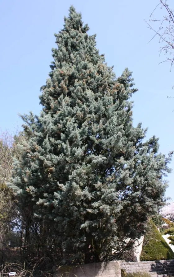 Arizona Cypress (Cupressus Arizonica) — it serves as an excellent windbreak or privacy screen in southwestern landscapes; with its compact size of 15-30 feet