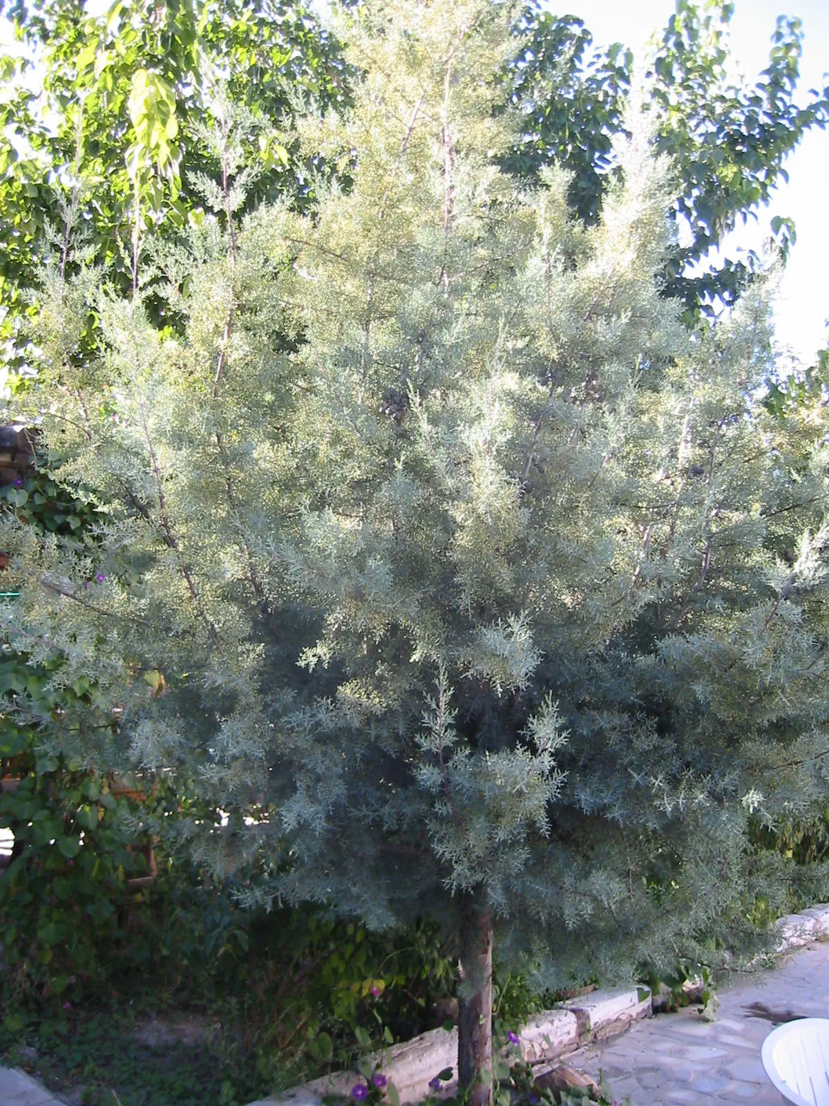 Arizona Cypress (Cupressus Arizonica) — round cones maturing from green to woody brown; it serves as an excellent windbreak or privacy screen in southwestern