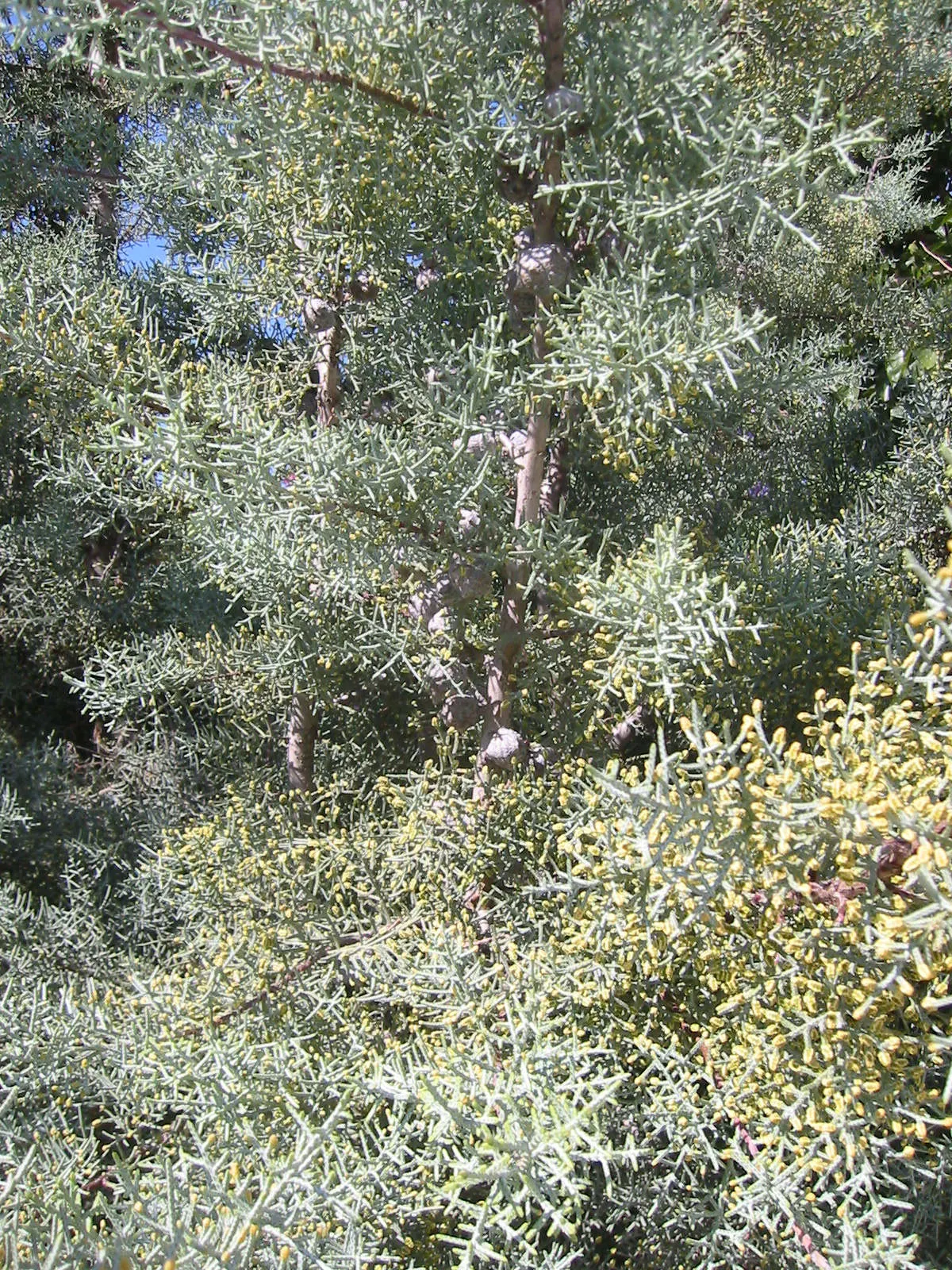Arizona Cypress (Cupressus Arizonica) — scientifically known as Cupressus arizonica; named after its natural habitat of Arizona
