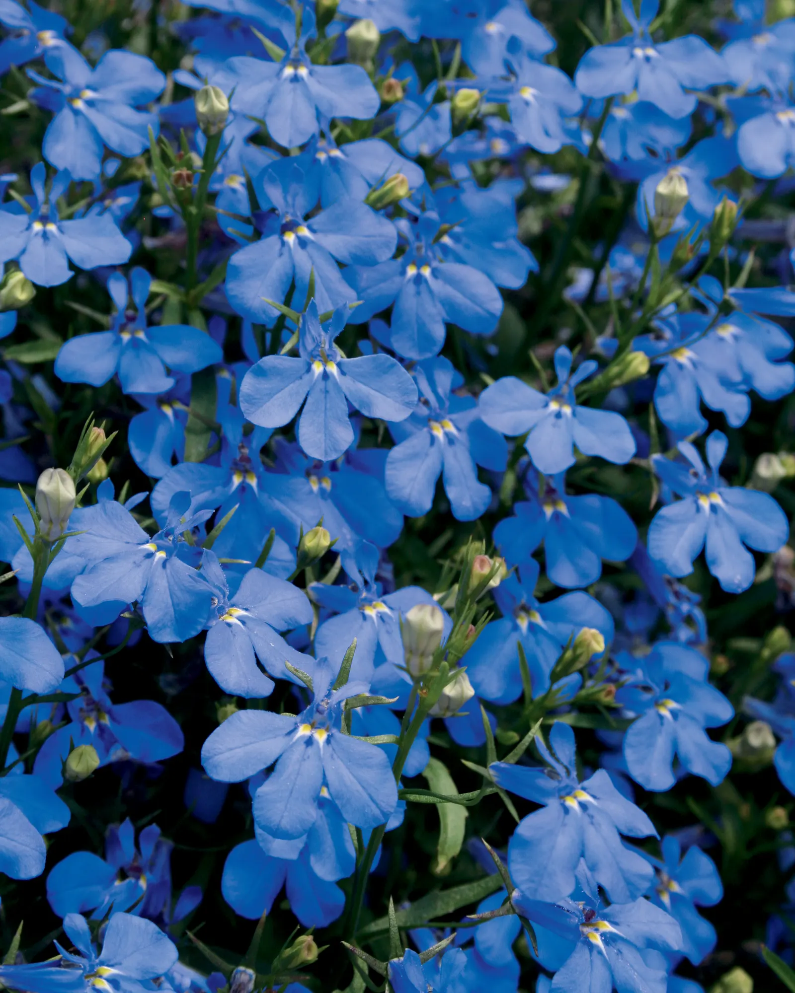 Dark Blue Lobelia (Lobelia erinus) — This lobelia has better heat tolerance than older varieties., Self cleaning, no deadheading necessary; allow the soil