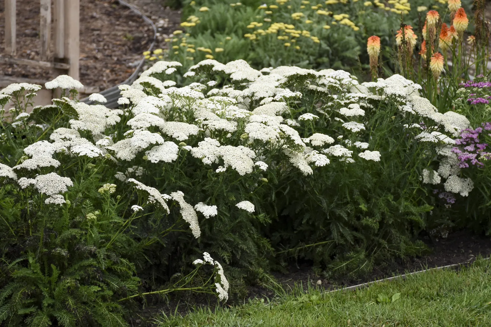 'Firefly Diamond' Yarrow (Achillea hybrid) — Proven Winners - 'Firefly Diamond' - Yarrow - Achillea hybrid white ivory white plant details