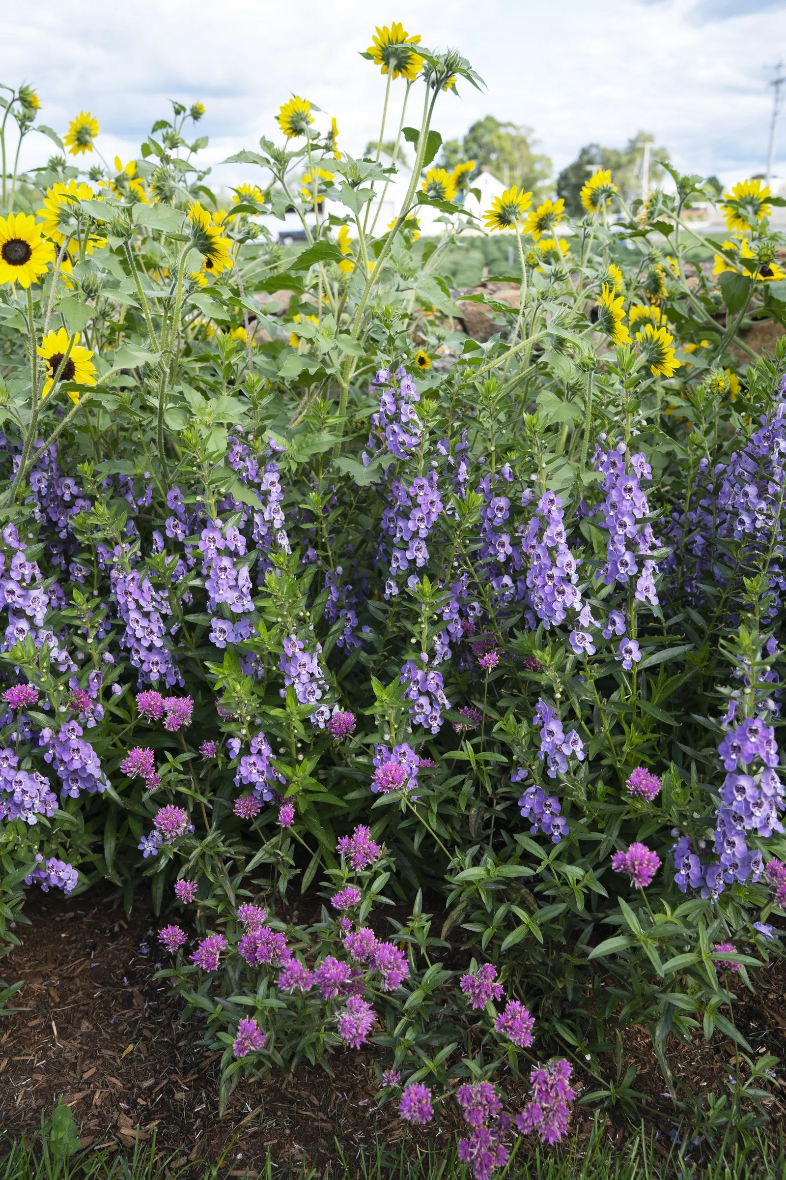 Angelface® Steel Blue (Angelonia hybrid) — also known as Angelonia angustifolia