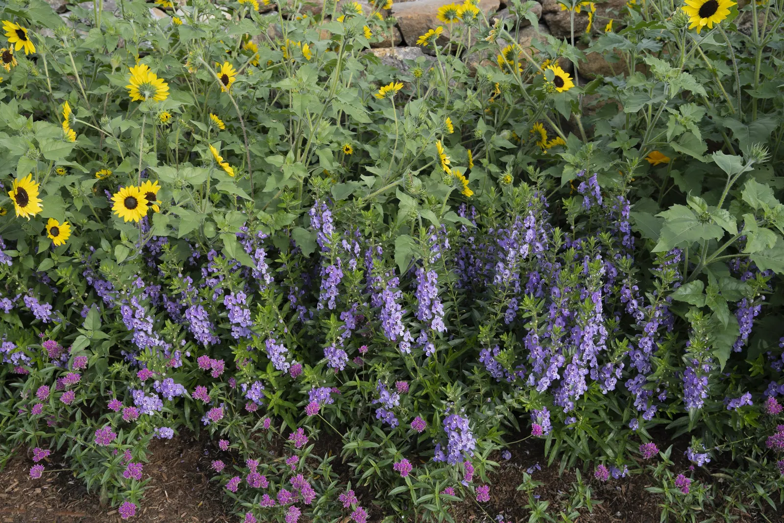 Angelface® Steel Blue (Angelonia hybrid) — is a striking perennial boasting vibrant blue flowers