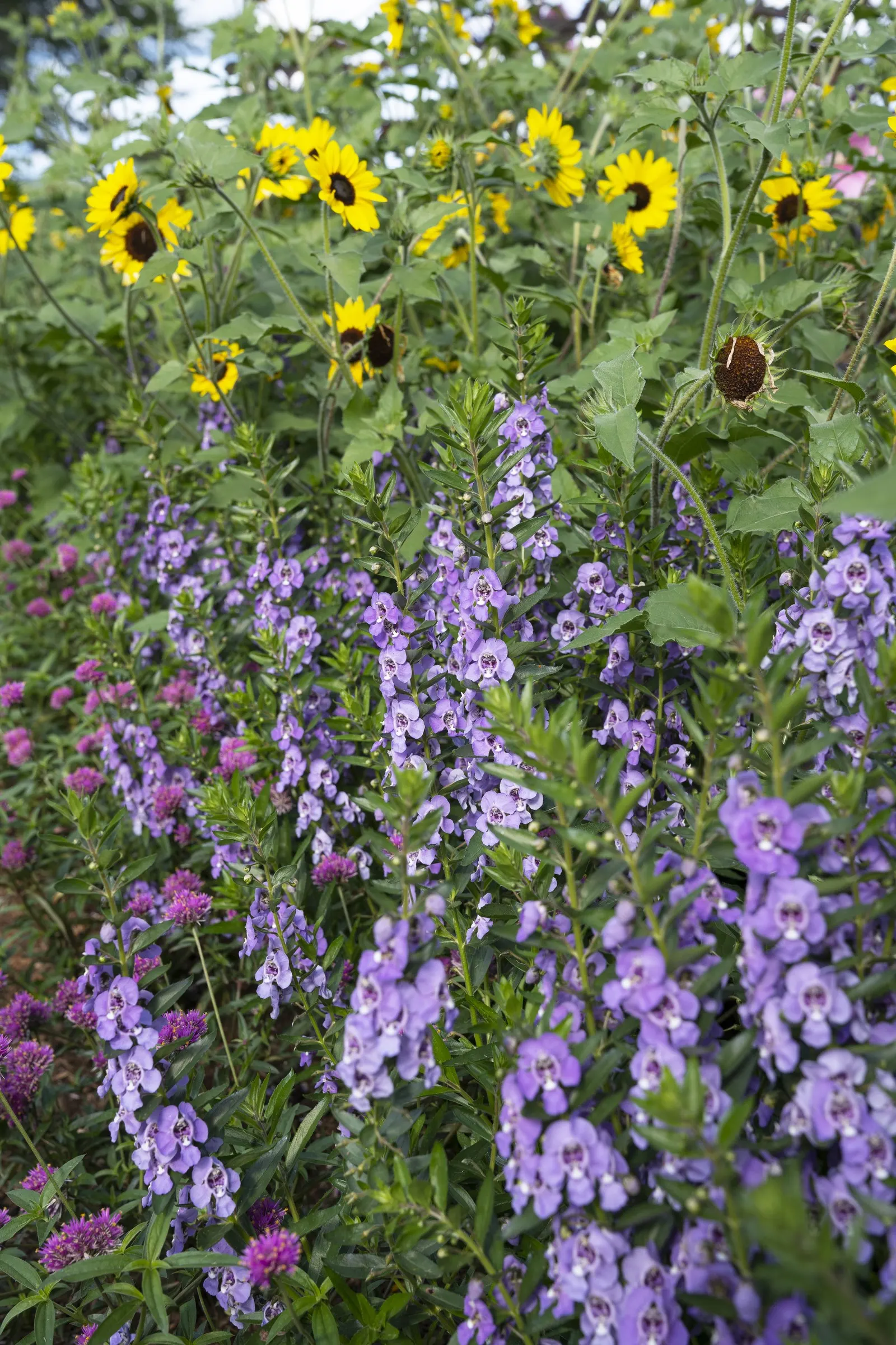 Angelface® Steel Blue (Angelonia hybrid) — Its upright habit reaches 18-24 inches in height and spreads 12-18 inches