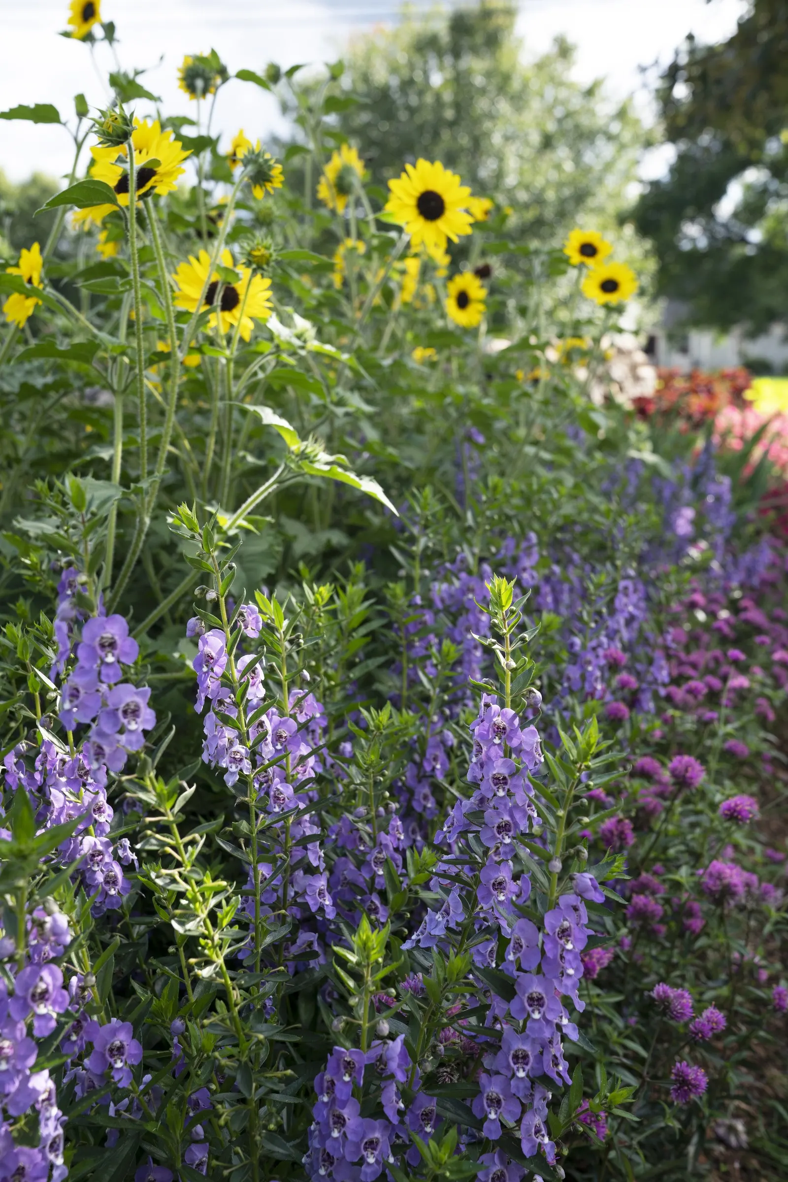 Angelface® Steel Blue (Angelonia hybrid) — it's heat and drought tolerant