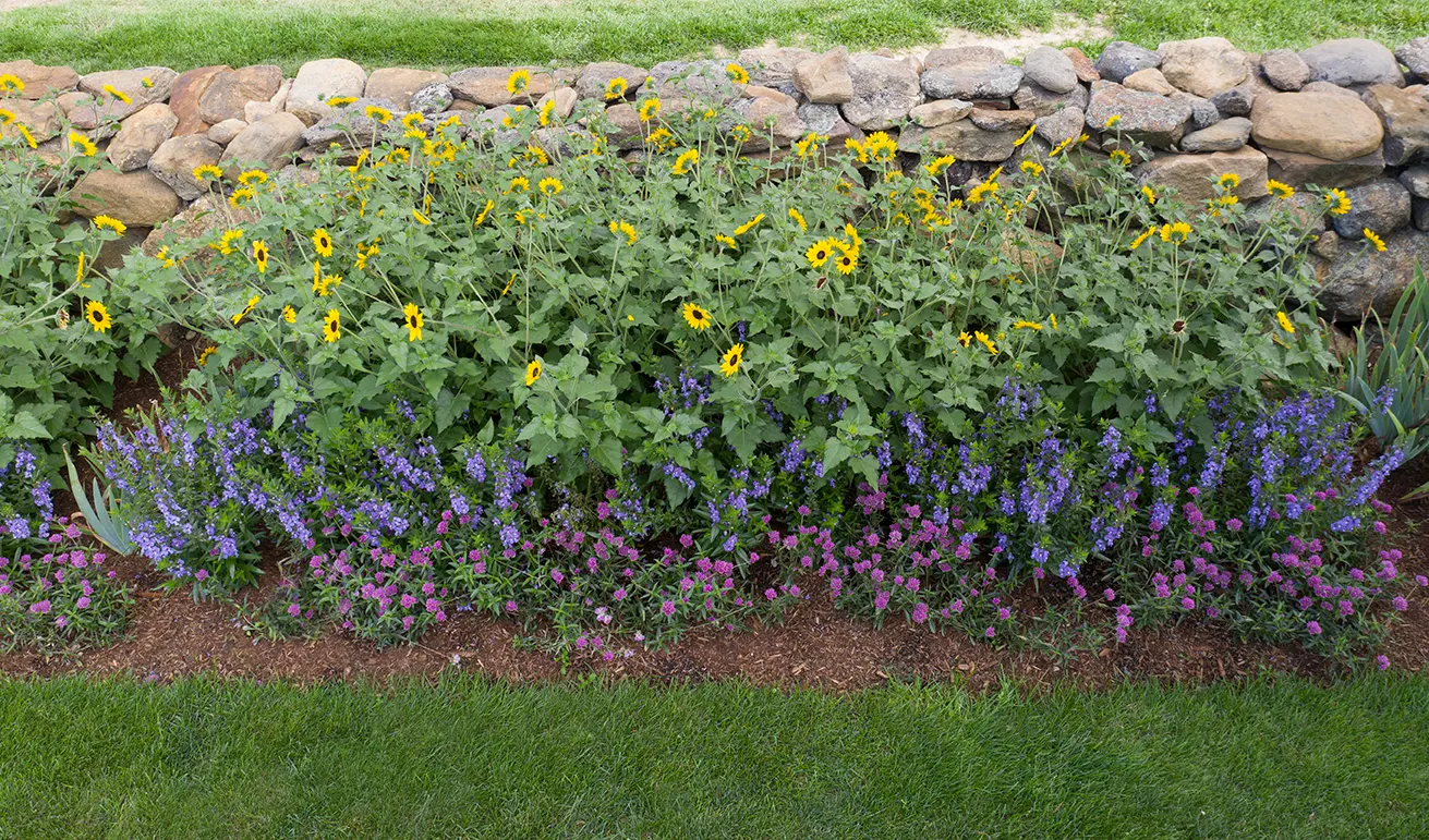 Angelface® Steel Blue (Angelonia hybrid) — making it a resilient choice for a splash of cool-toned color in mixed beds and containers