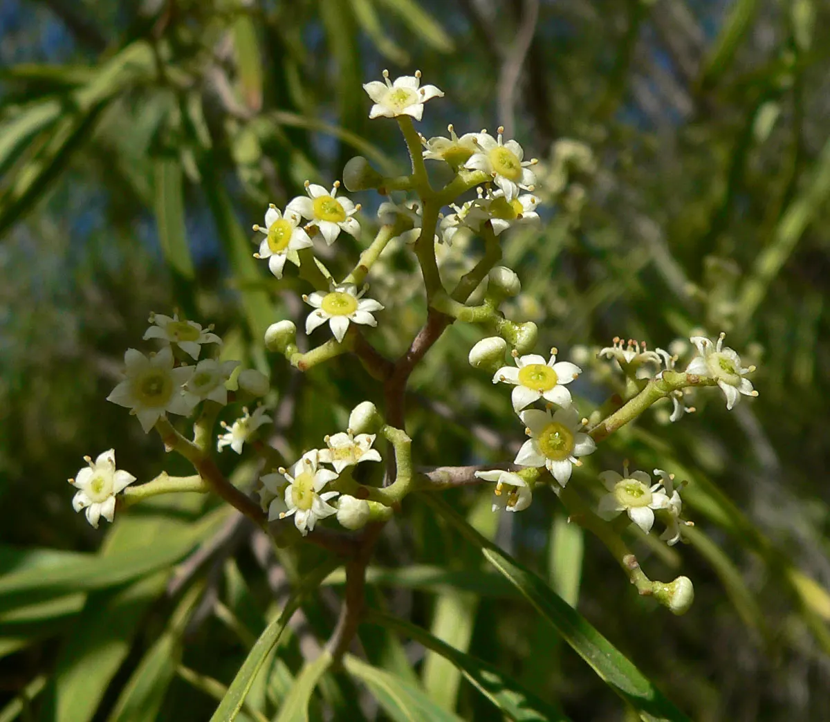 Australian Willow (Geijera parviflora) — exuding a refreshing citrus scent when crushed