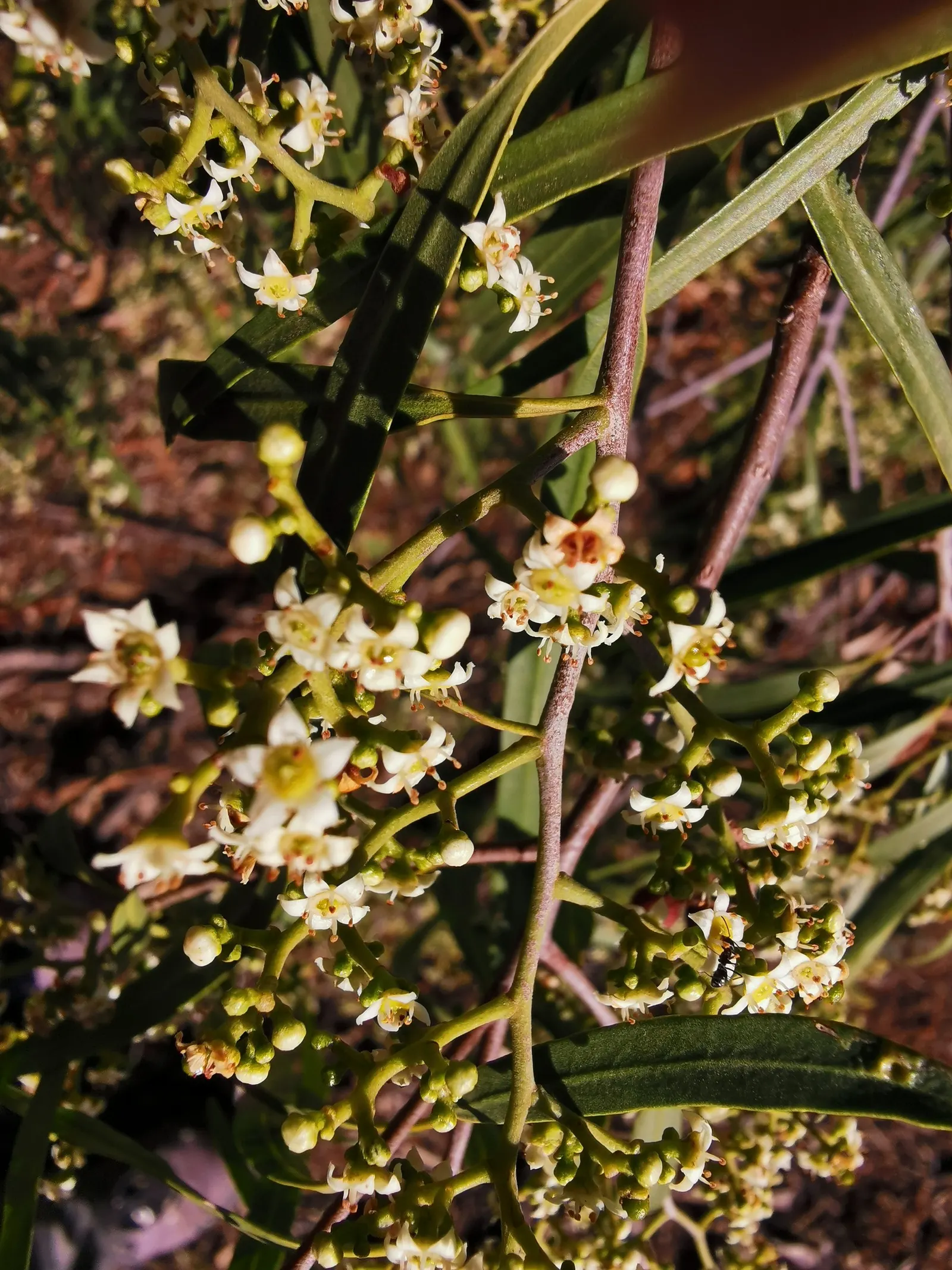Australian Willow (Geijera parviflora) — contributing to its common name.<br><br>Adaptable to a wide range of soil types; tree for full