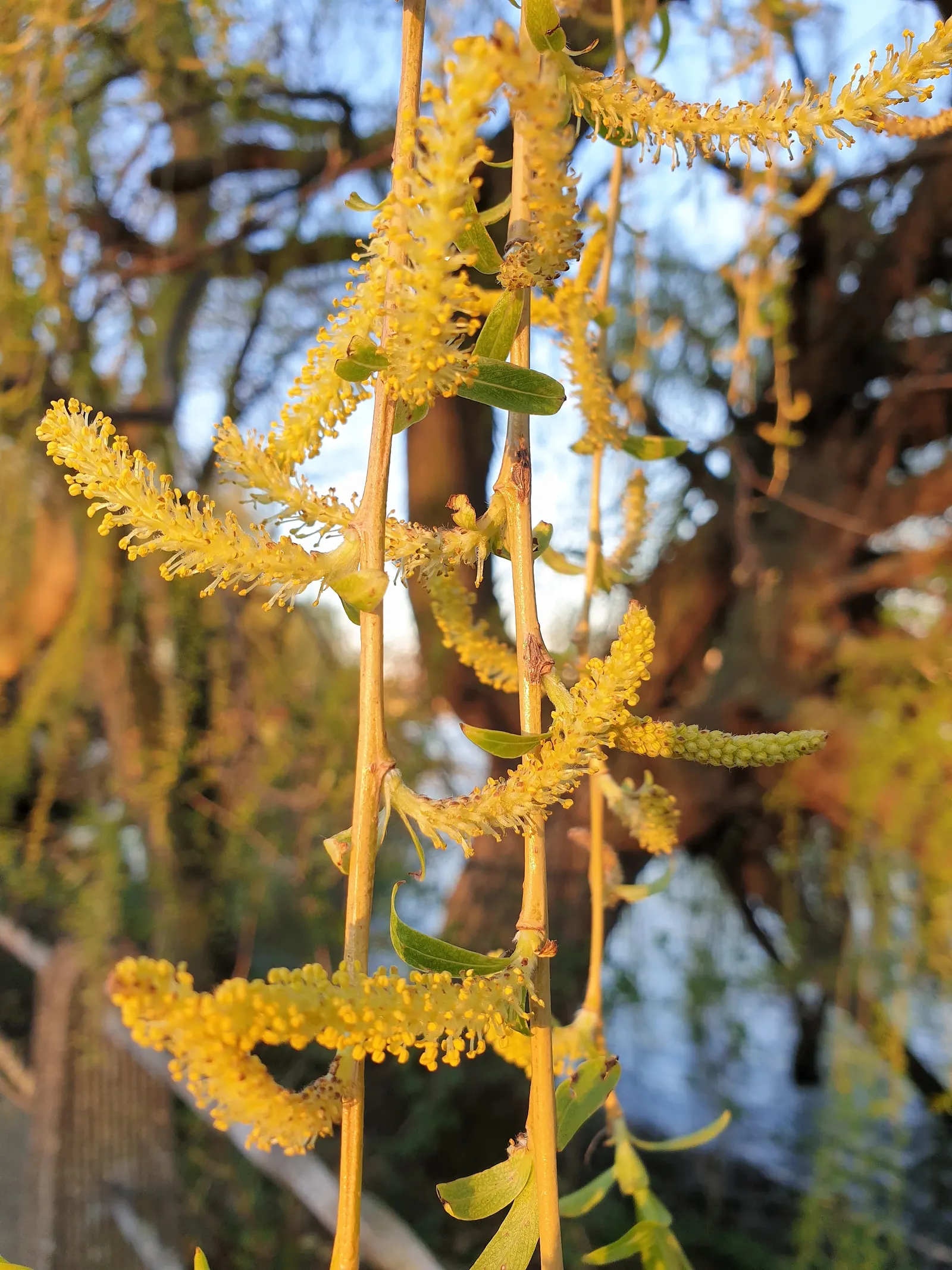 Australian Willow (Geijera parviflora) — With its graceful form and functional resilience