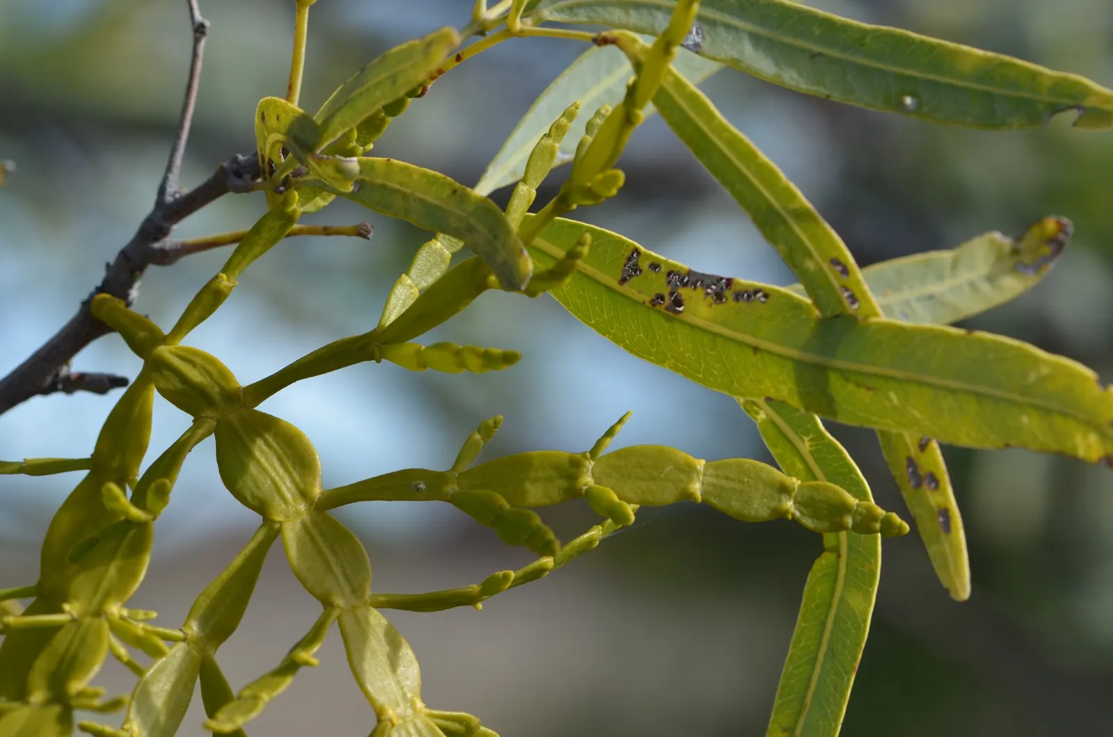 Australian Willow (Geijera parviflora) — It prefers full sun but can tolerate light shade, image 41