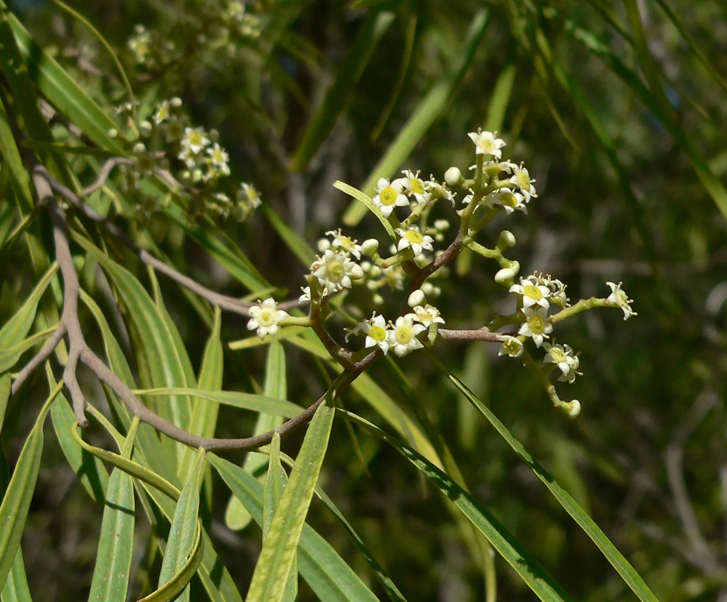 Australian Willow (Geijera parviflora) — rounded crown.<br><br>This tree's tolerance for drought