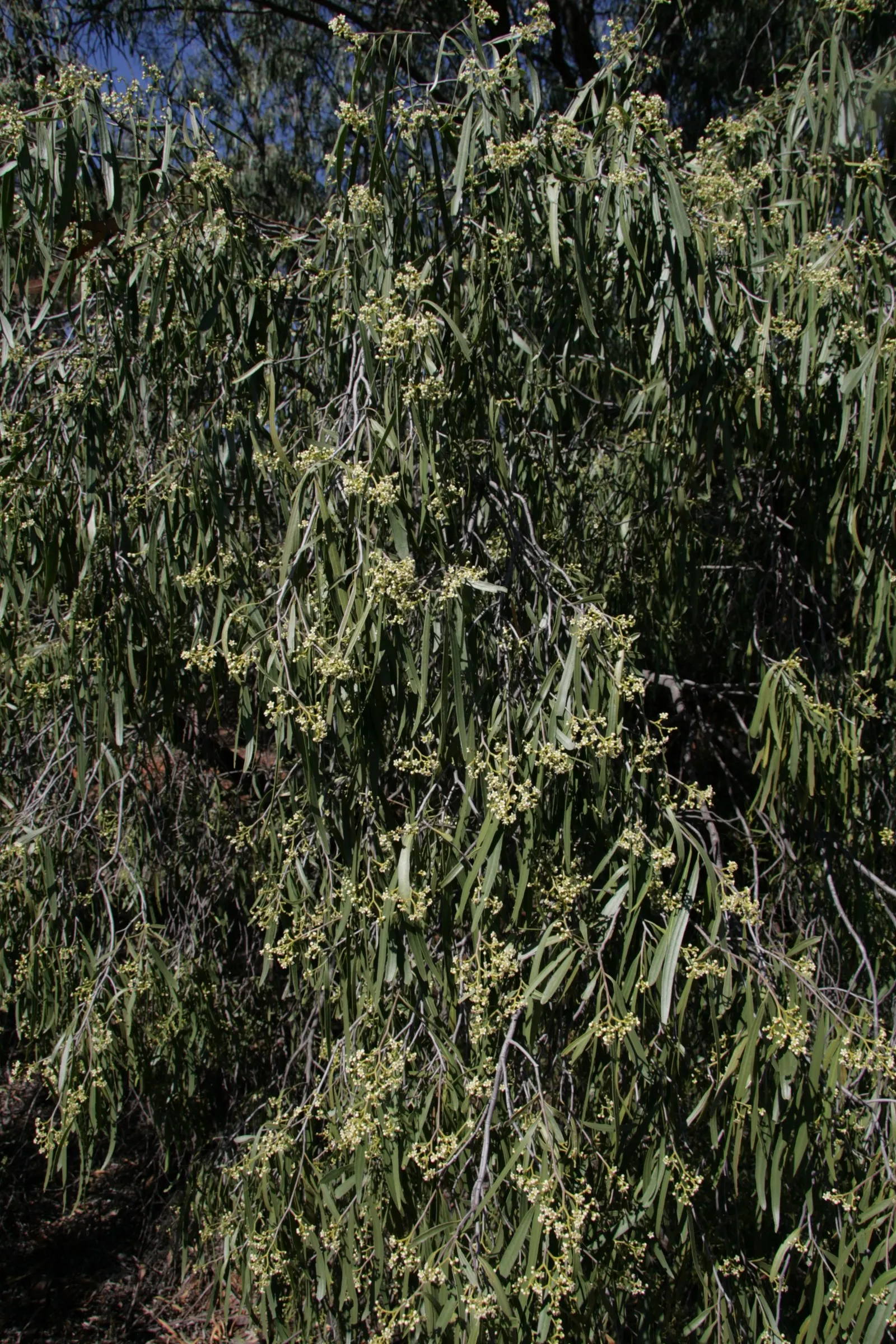 Australian Willow (Geijera parviflora) — making it suitable for arid climates and water-wise gardens