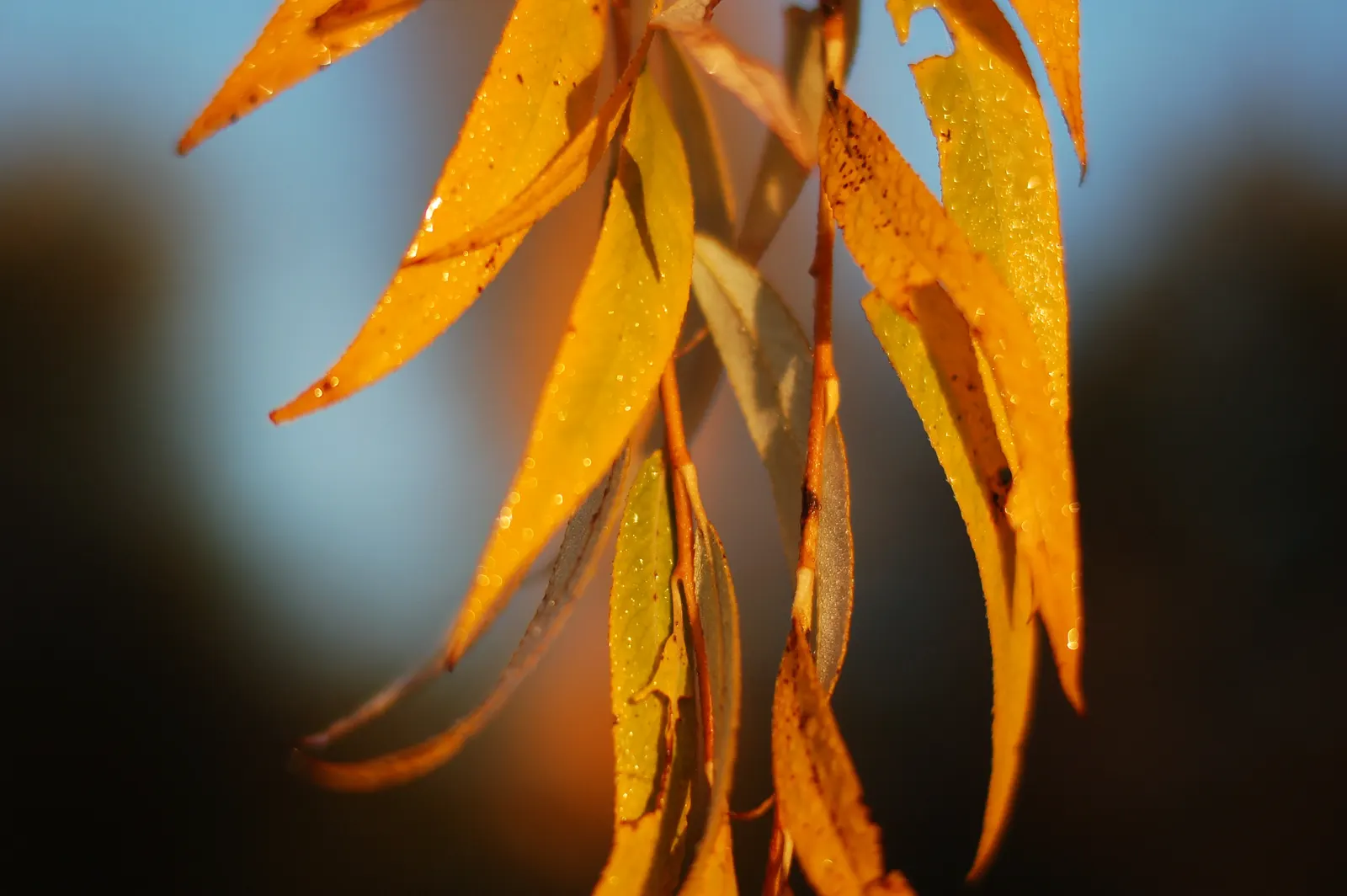 Australian Willow (Geijera parviflora) — Adaptable to various soil conditions; mirroring its native Australian environment