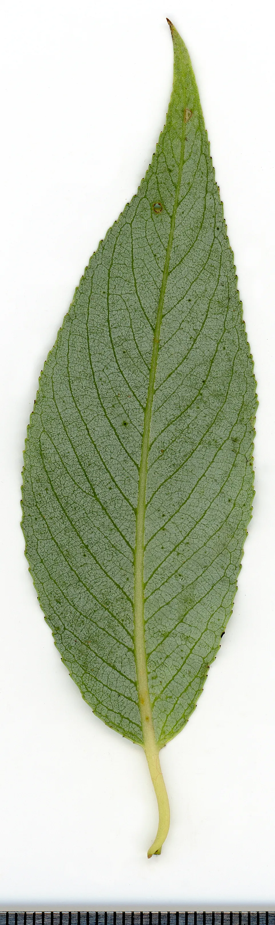 Australian Willow (Geijera parviflora) — Its weeping form boasts narrow; particularly in regions with a Mediterranean climate