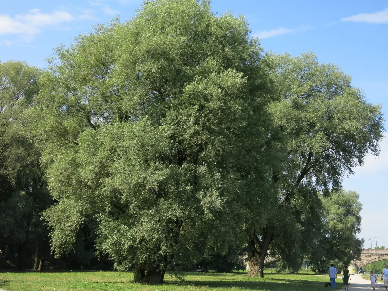 Australian Willow (Geijera parviflora) — particularly in regions with a Mediterranean climate