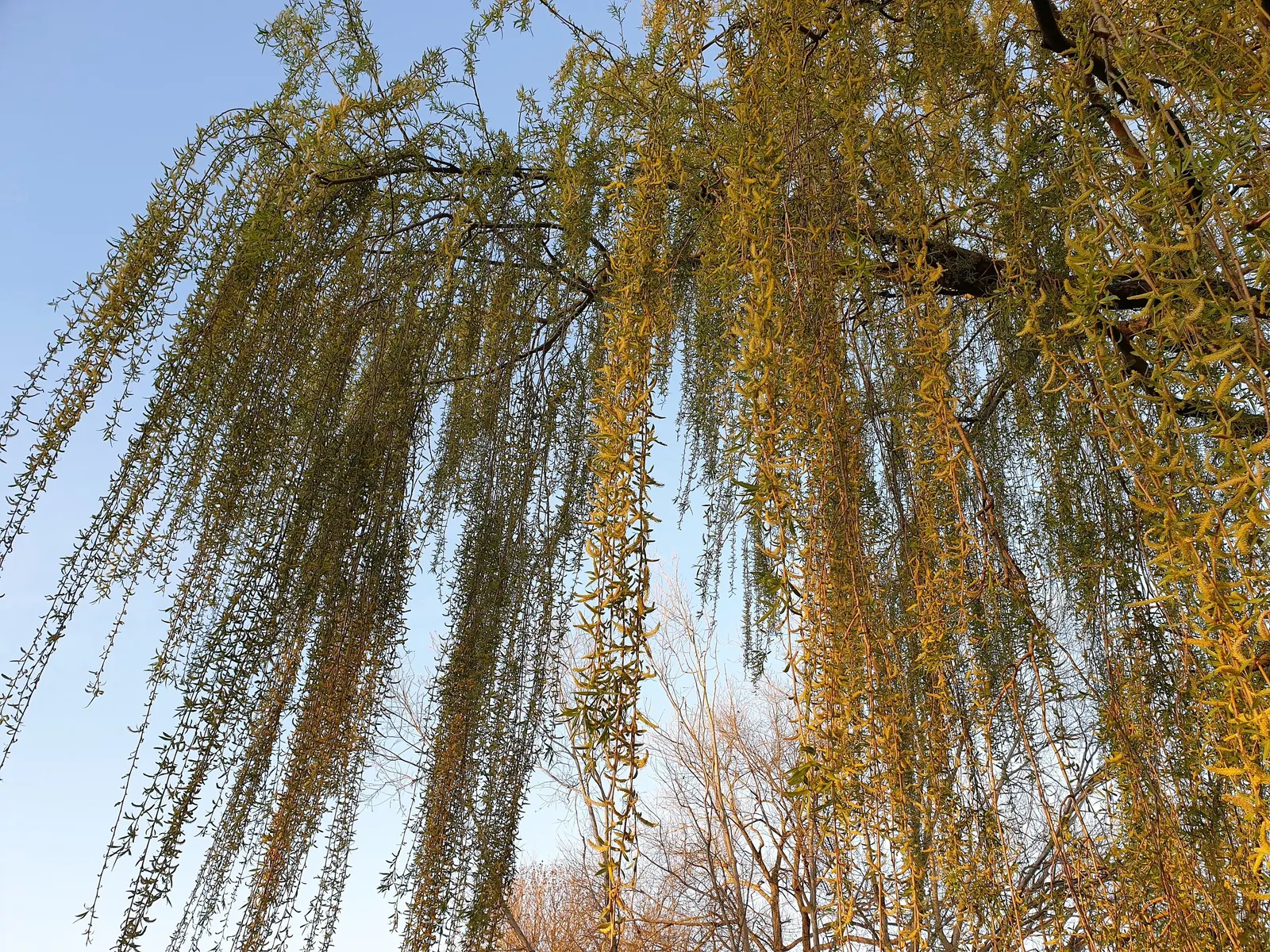 Australian Willow (Geijera parviflora) — inconspicuous flowers appear