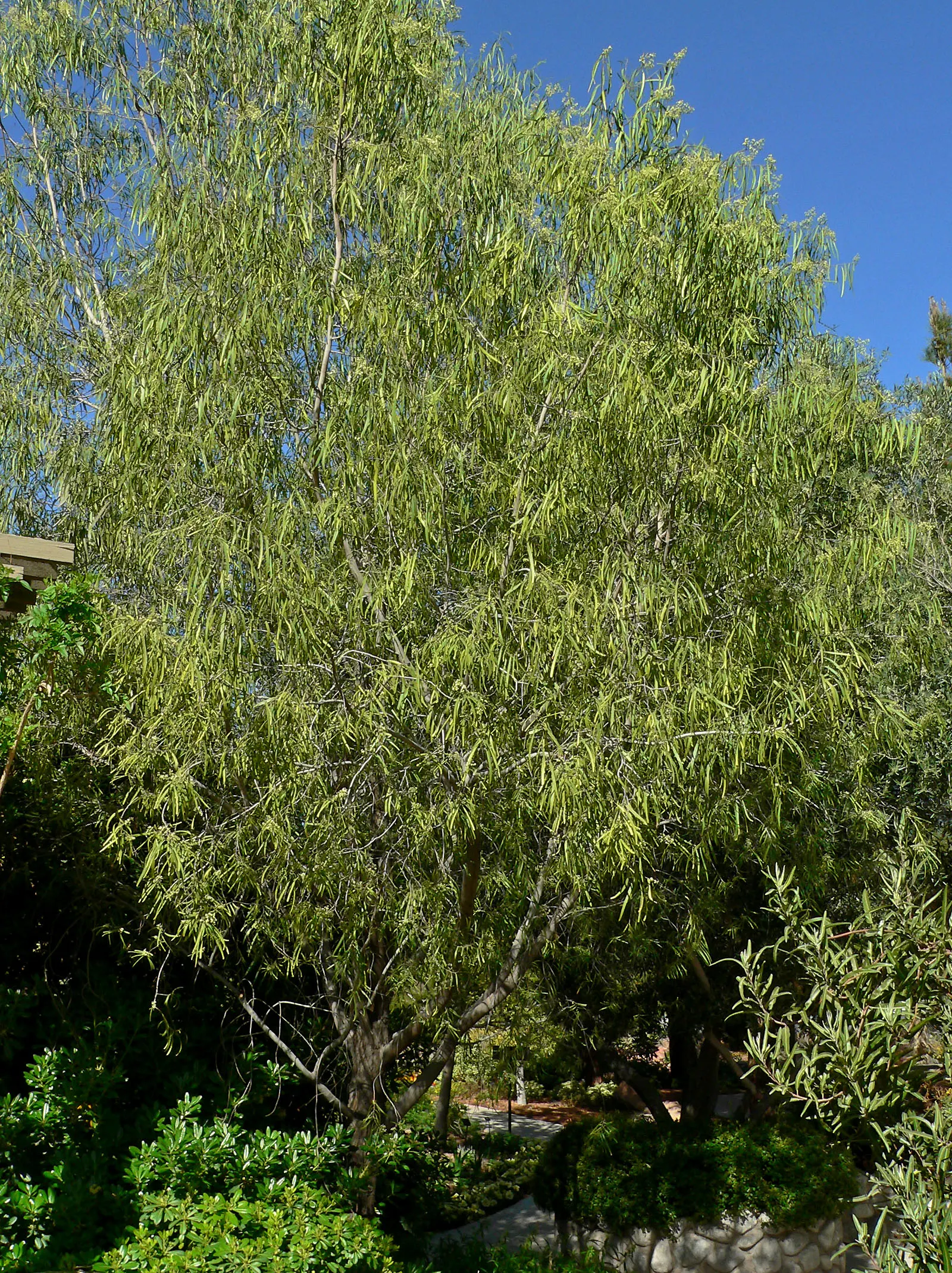 Australian Willow (Geijera parviflora) — contributing to its common name.<br><br>Adaptable to a wide range of soil types