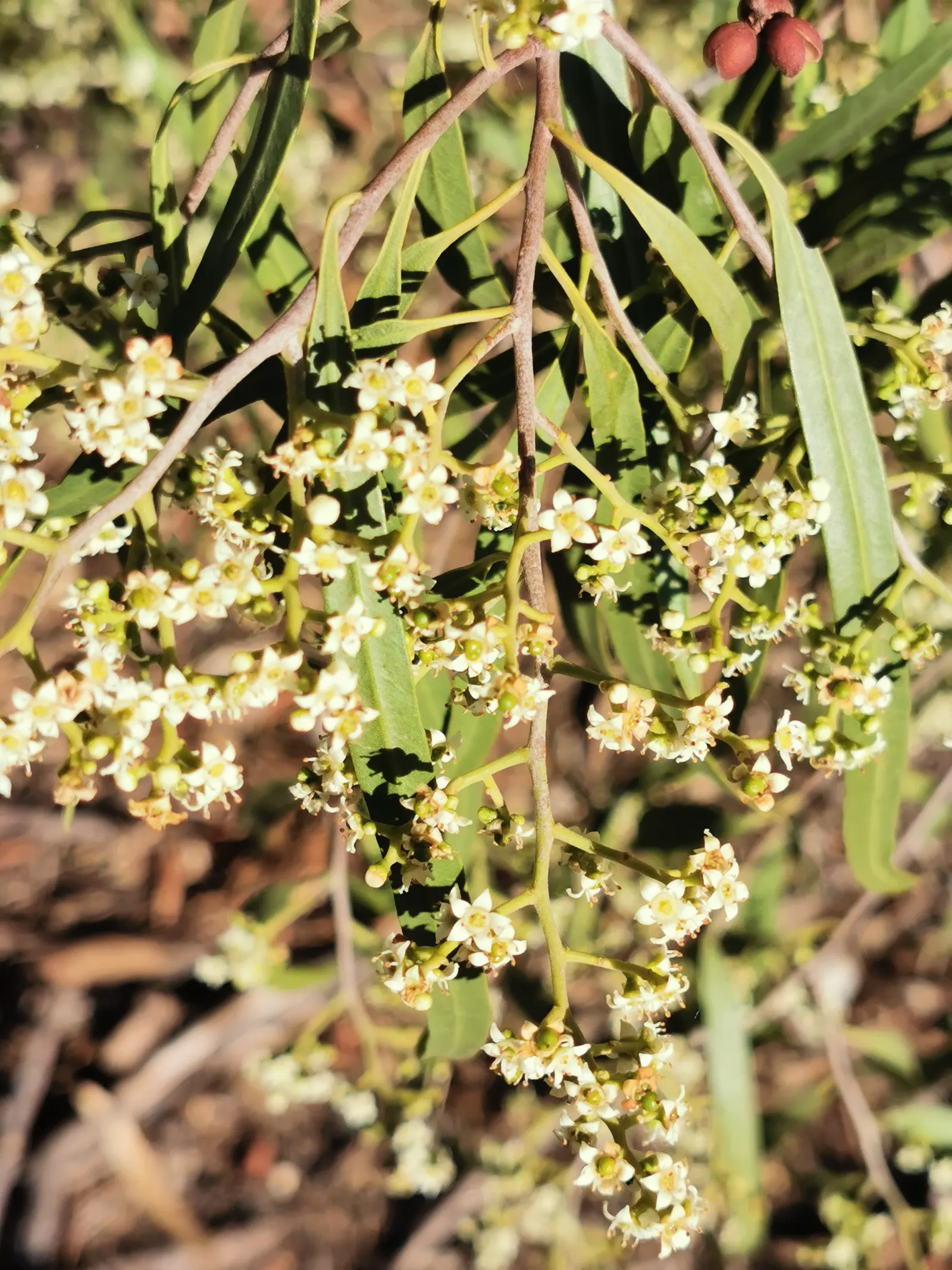 Australian Willow (Geijera parviflora) — rounded crown.<br><br>This tree's tolerance for drought; is a graceful evergreen tree