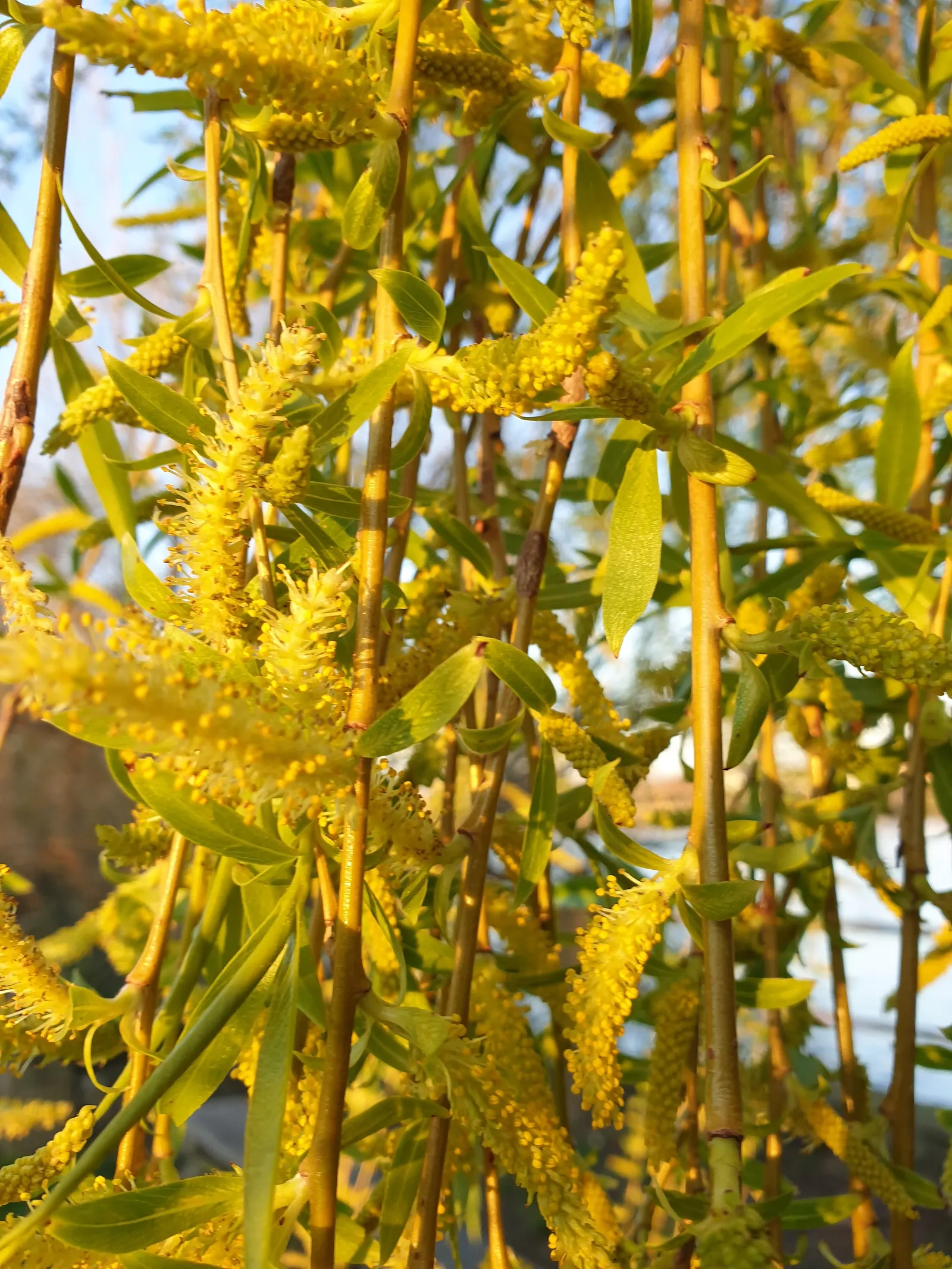 Australian Willow (Geijera parviflora) — providing subtle visual interest and attracting local pollinators