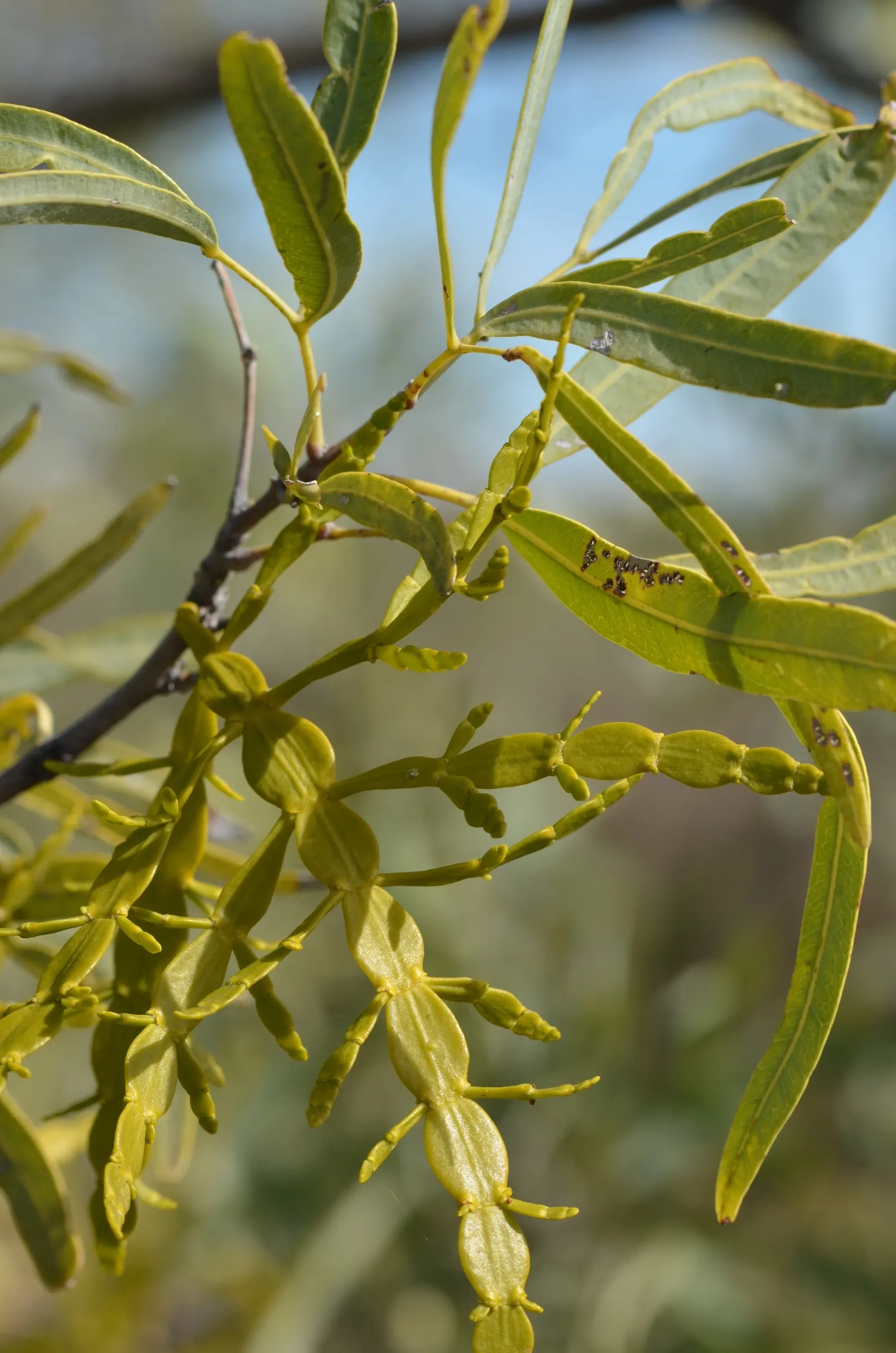 Australian Willow (Geijera parviflora) — showing moderate growth to establish its broad; inconspicuous flowers appear