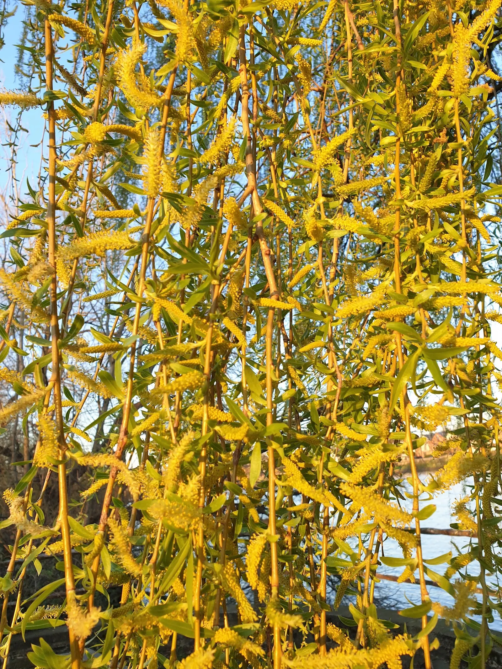 Australian Willow (Geijera parviflora) — mirroring its native Australian environment