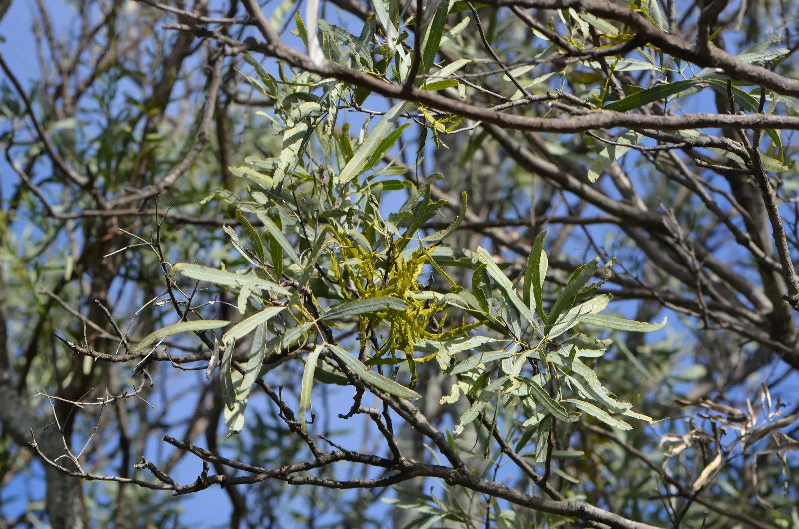 Australian Willow (Geijera parviflora) — mirroring its native Australian environment; providing subtle visual interest and attracting local pollinators