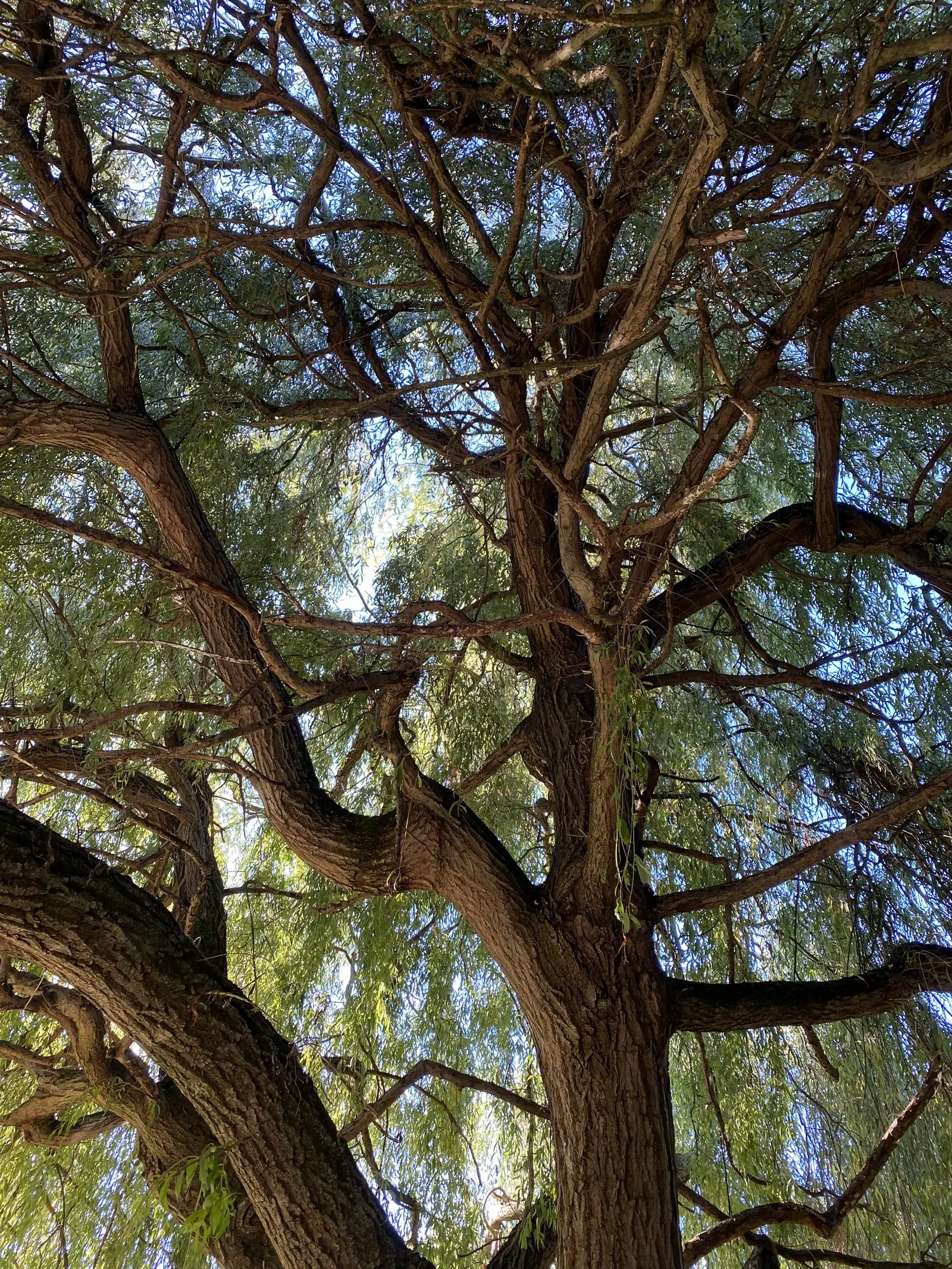 Australian Willow (Geijera parviflora) — Small off-white flowers appear in spring; contributing to its common name.<br><br>Adaptable to a wide range of soil