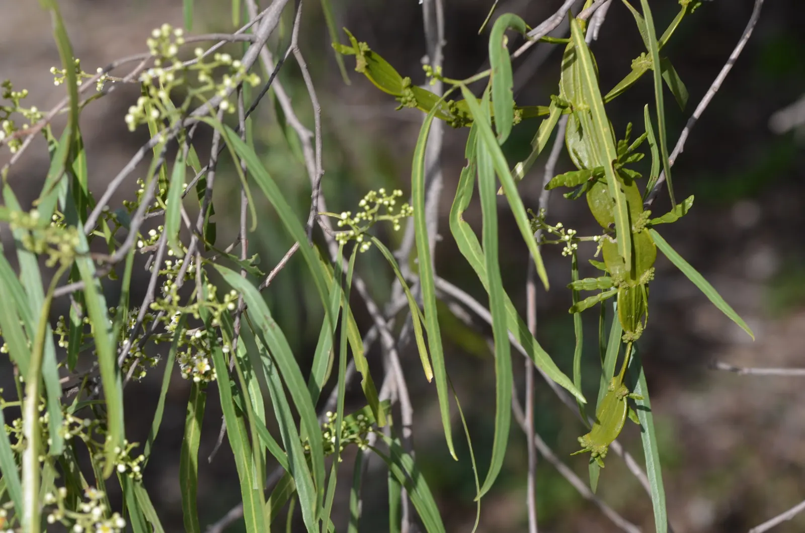 Australian Willow (Geijera parviflora) — makes it an excellent choice for water-conserving landscapes; it thrives in full sun and exhibits drought tolerance