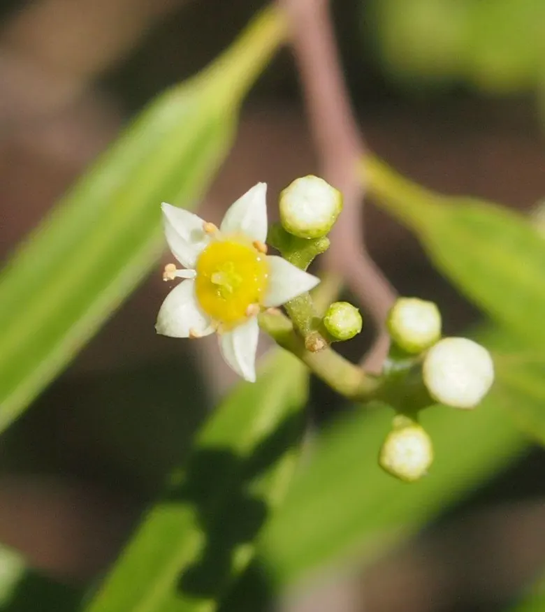 Australian Willow (Geijera parviflora) — particularly in regions with a Mediterranean climate; showing moderate growth to establish its broad