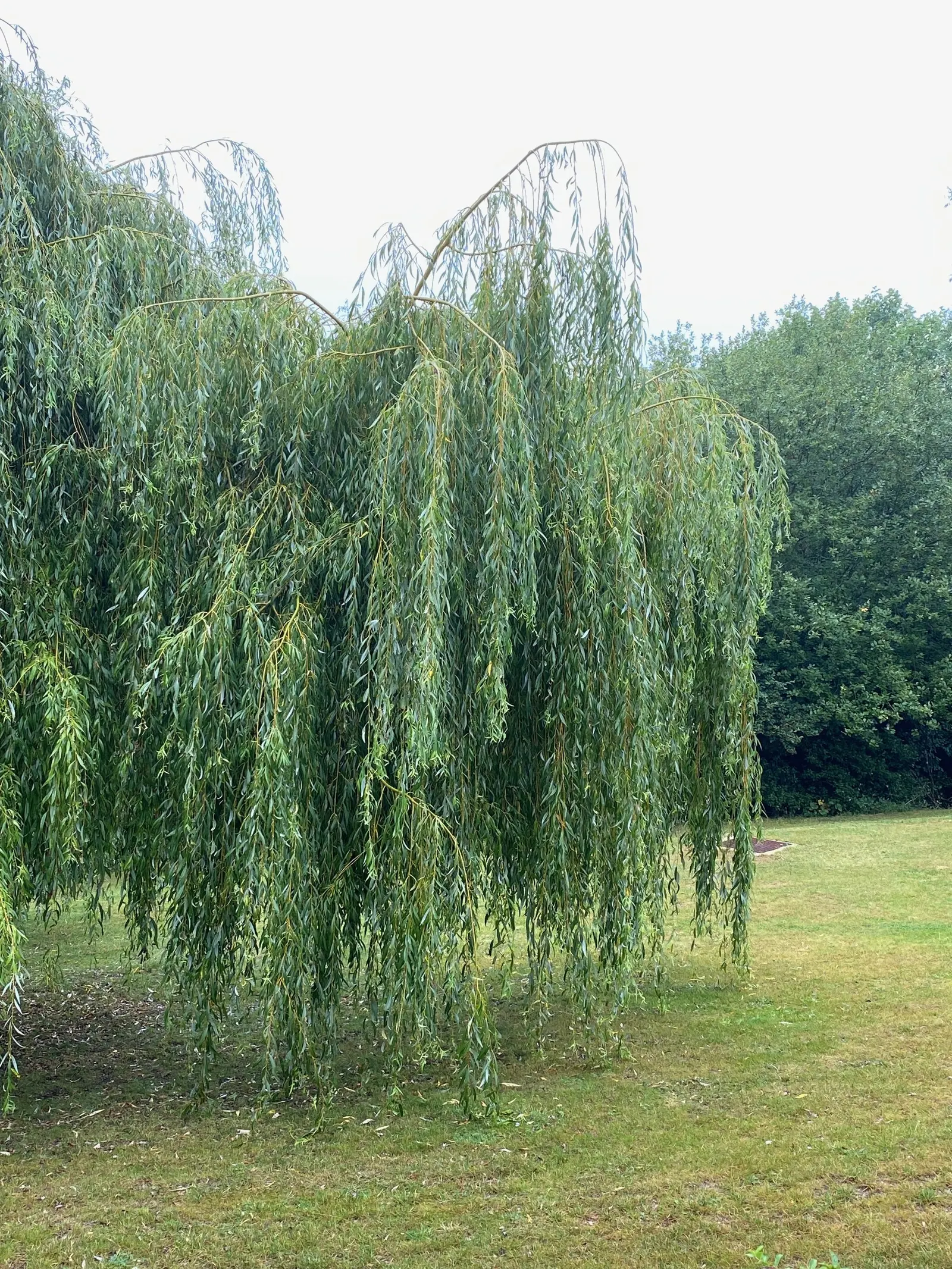 Australian Willow (Geijera parviflora) — reaching 30-50 feet in height with a 20-30 foot spread