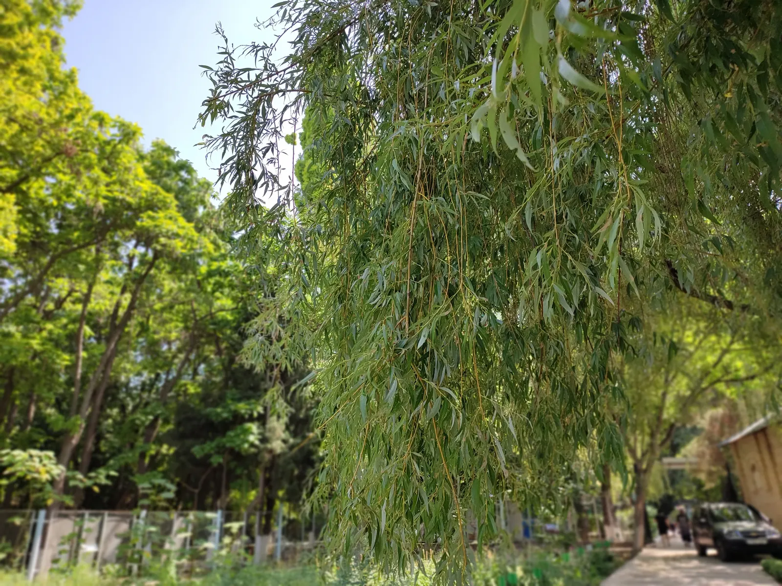 Australian Willow (Geijera parviflora) — lanceolate leaves up to 4 inches long; white flowers in the garden