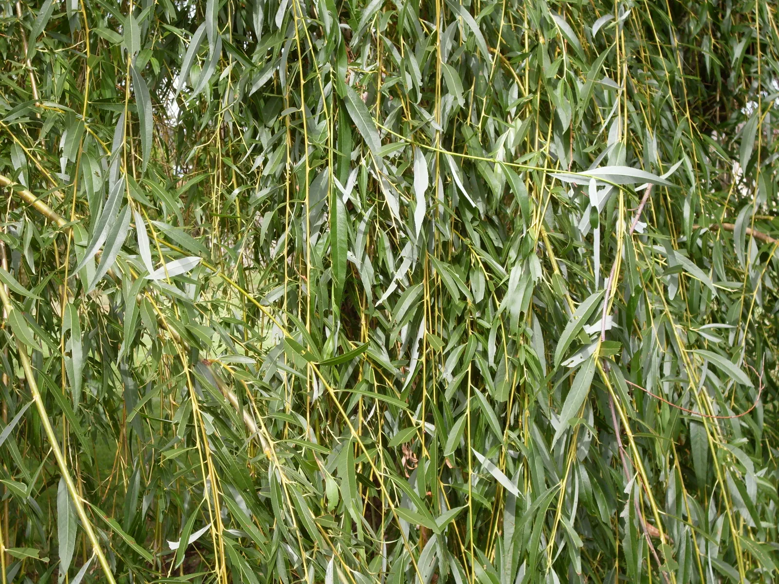 Australian Willow (Geijera parviflora) — the Australian Willow thrives best in well-drained conditions; adaptable to various soil conditions
