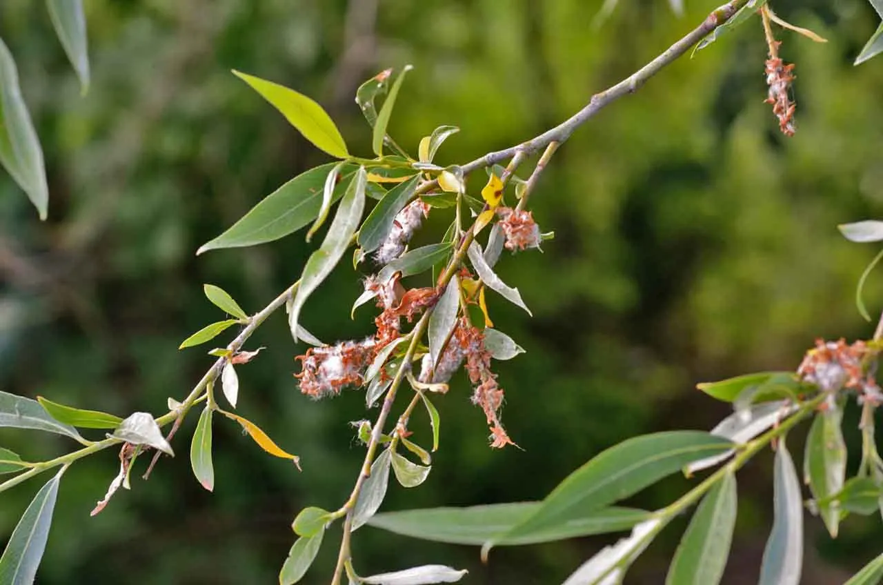 Australian Willow (Geijera parviflora) — is a versatile and elegant evergreen tree that brings a touch of subtropical charm to landscapes