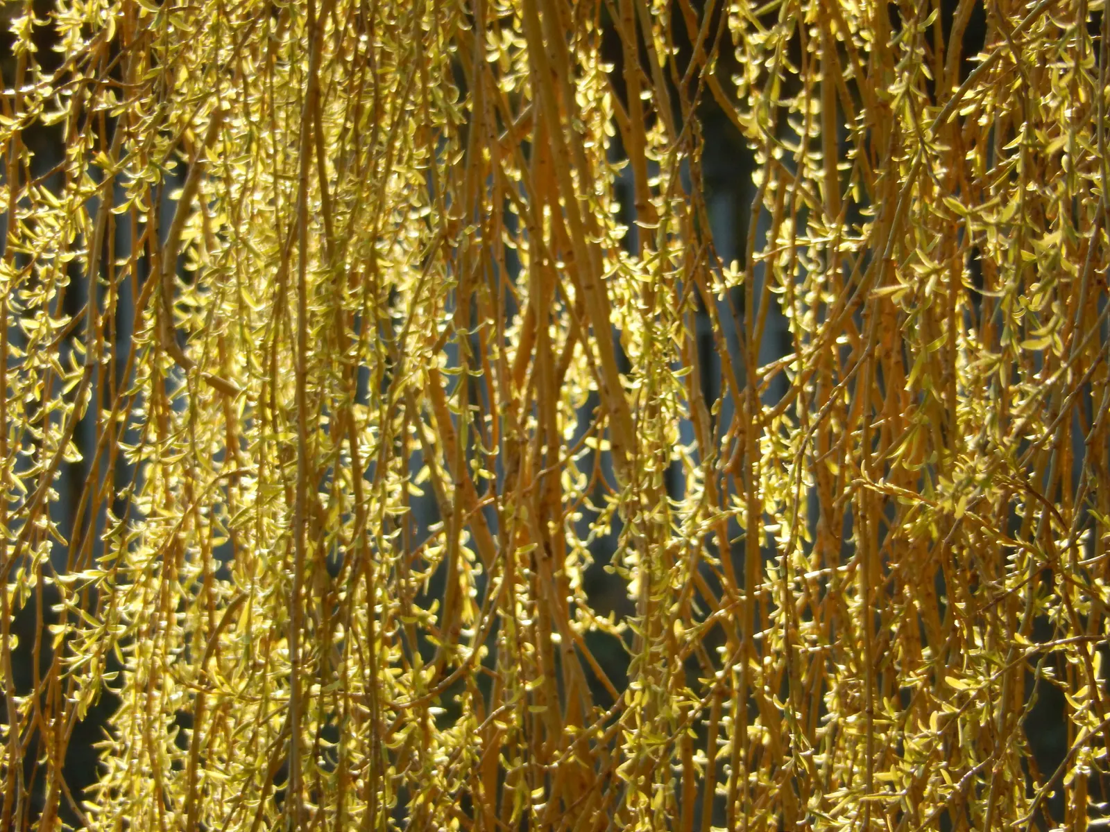 Australian Willow (Geijera parviflora) — it thrives in full sun and exhibits drought tolerance once established