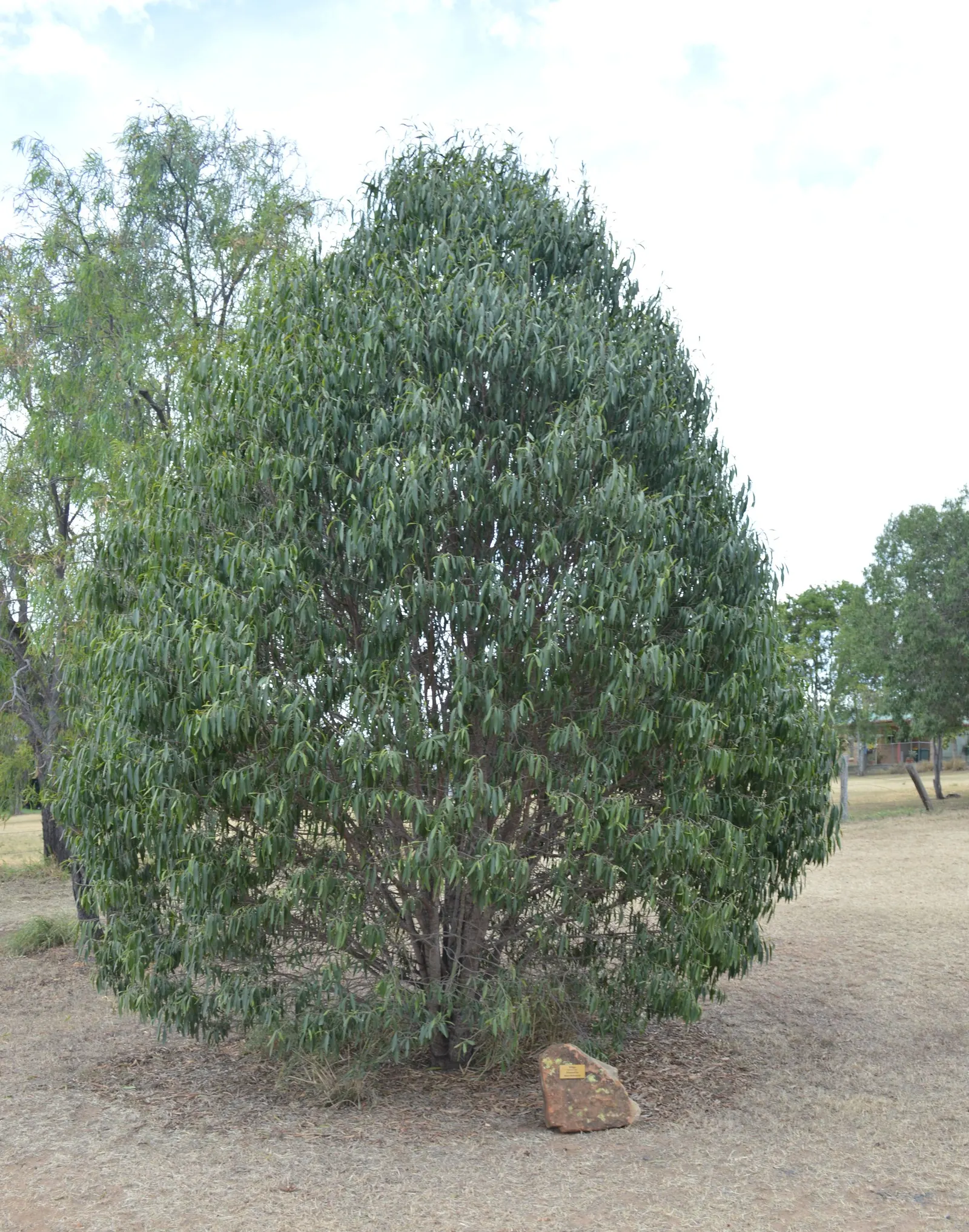 Australian Willow (Geijera parviflora) — small clusters of cream-colored