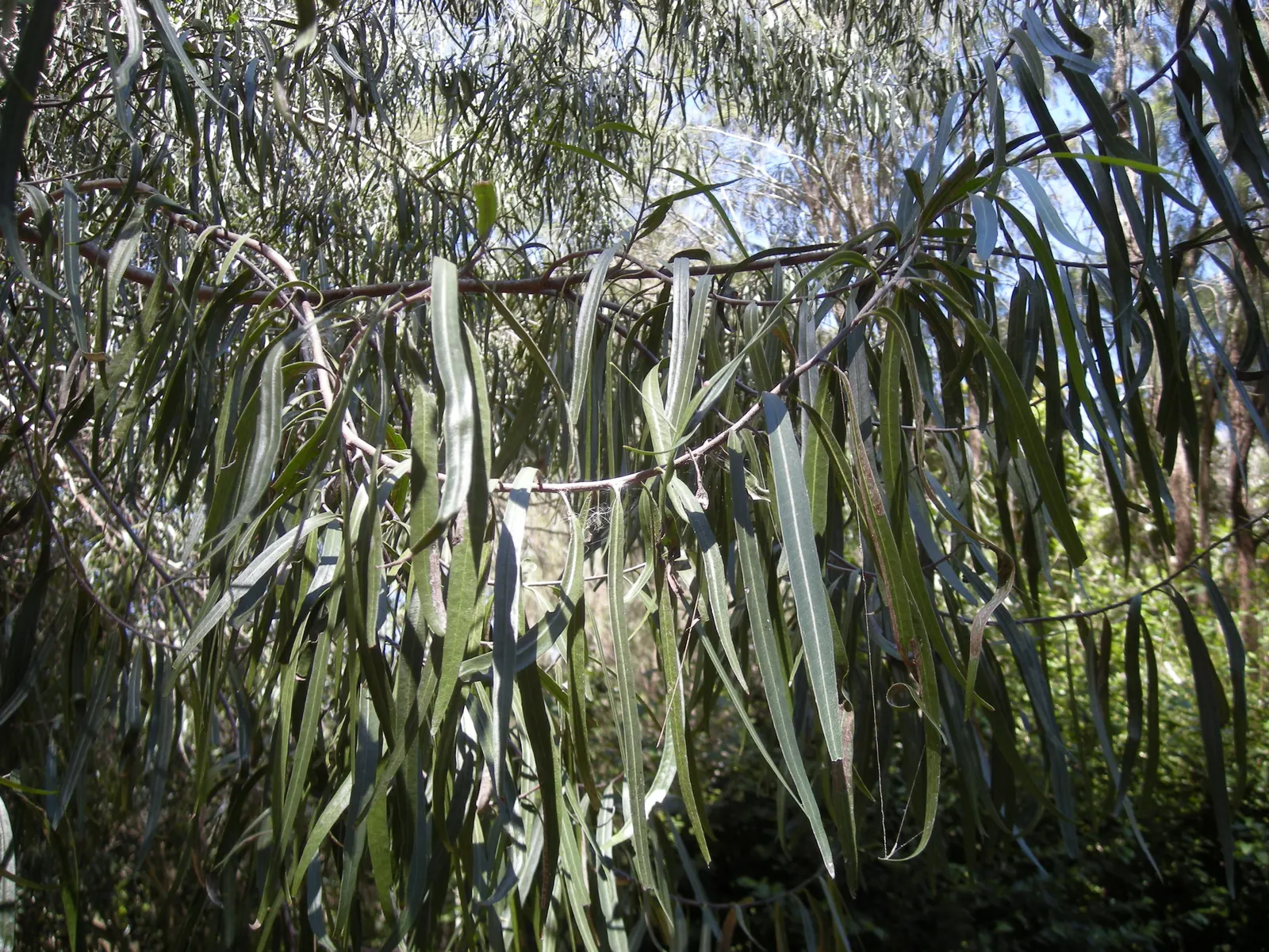 Australian Willow (Geijera parviflora) — Adaptable to various soil conditions