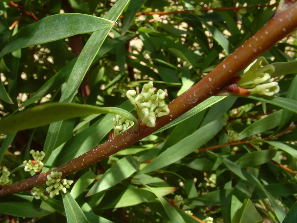 Australian Willow (Geijera parviflora) — makes it an excellent choice for water-conserving landscapes