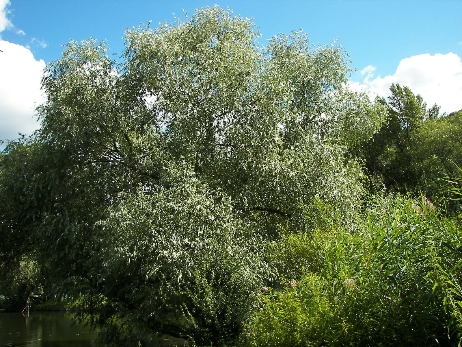 Australian Willow (Geijera parviflora) — lanceolate leaves up to 4 inches long