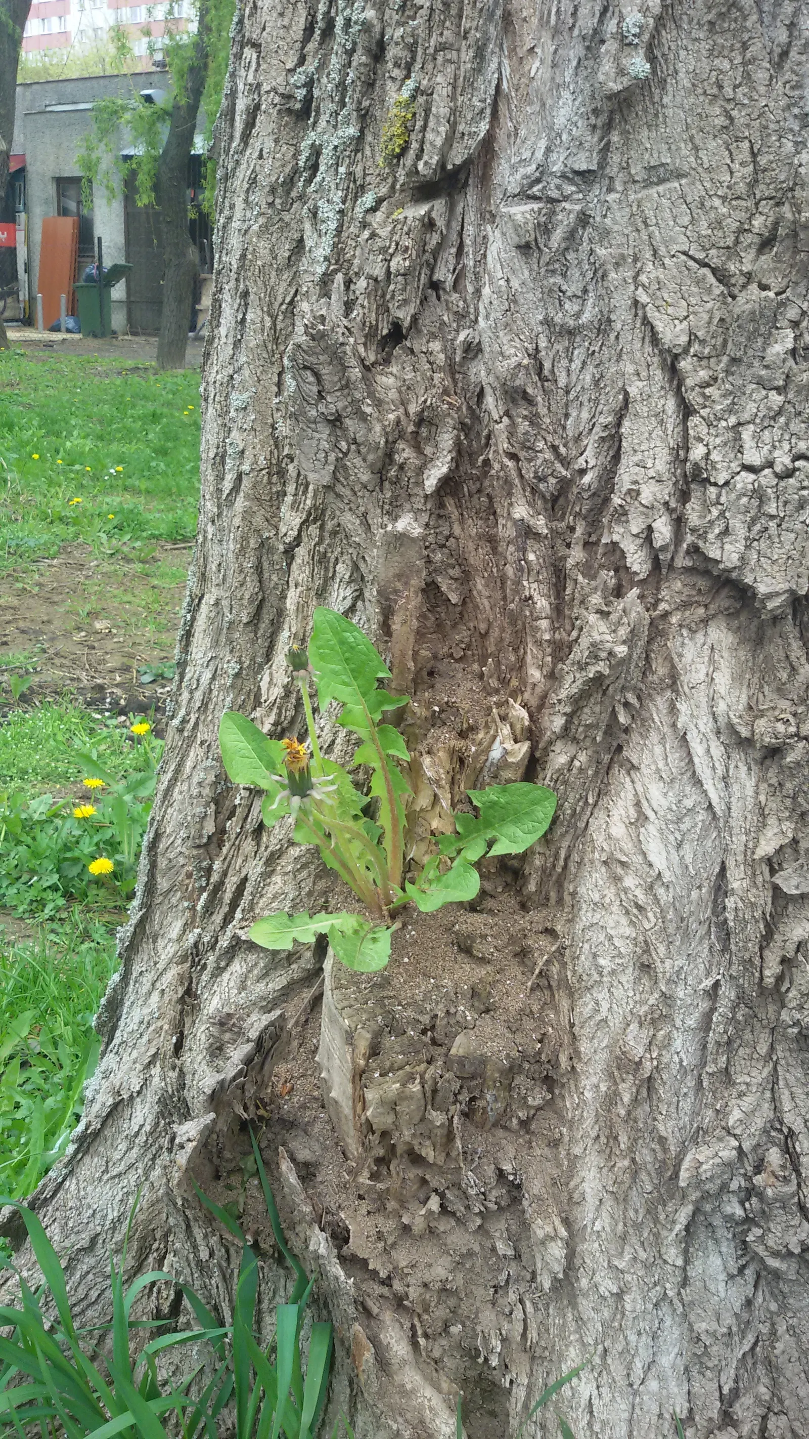 Australian Willow (Geijera parviflora) — which can grow up to 4 to 6 inches long