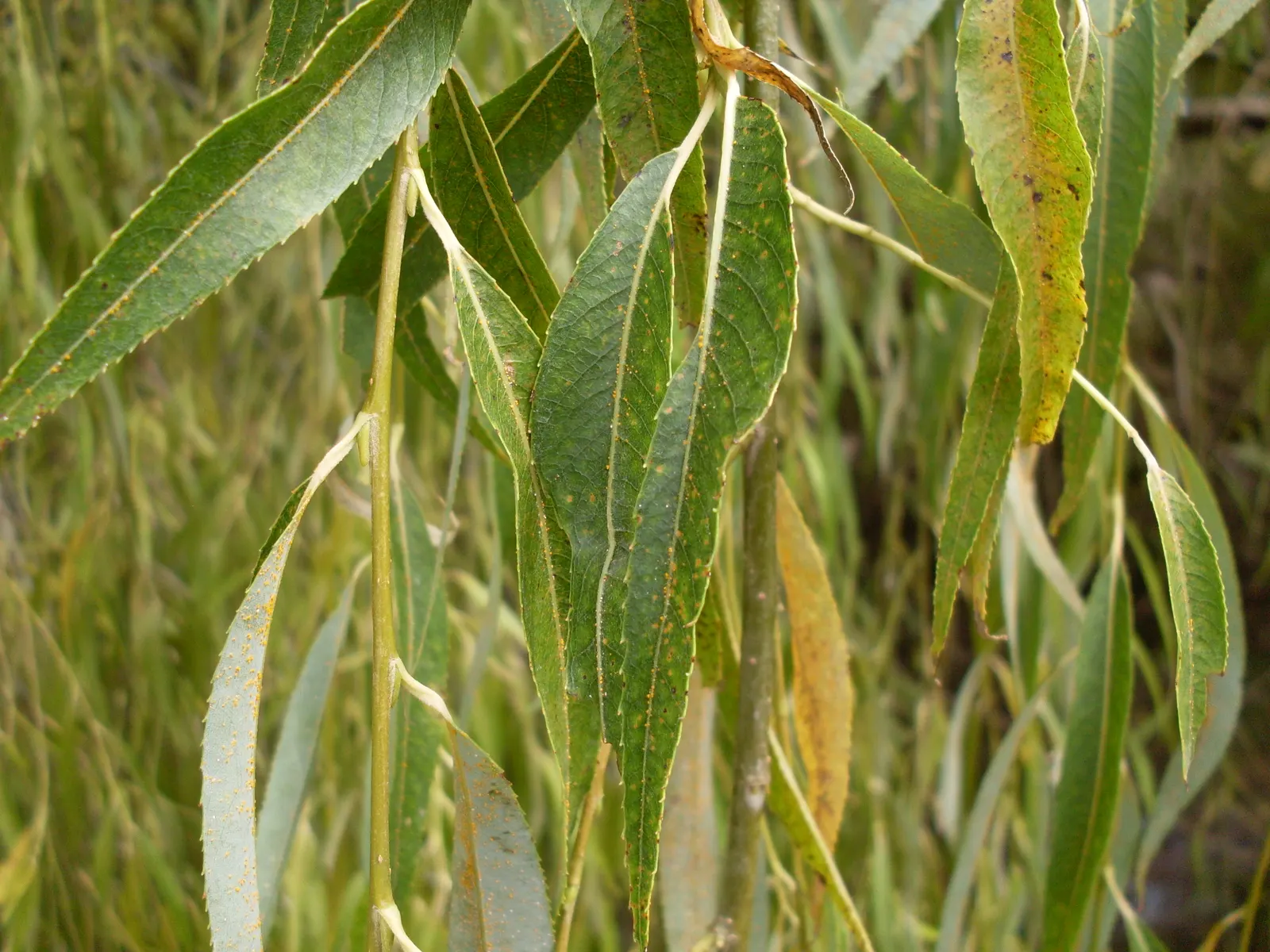 Australian Willow (Geijera parviflora) — the Australian Willow thrives best in well-drained conditions