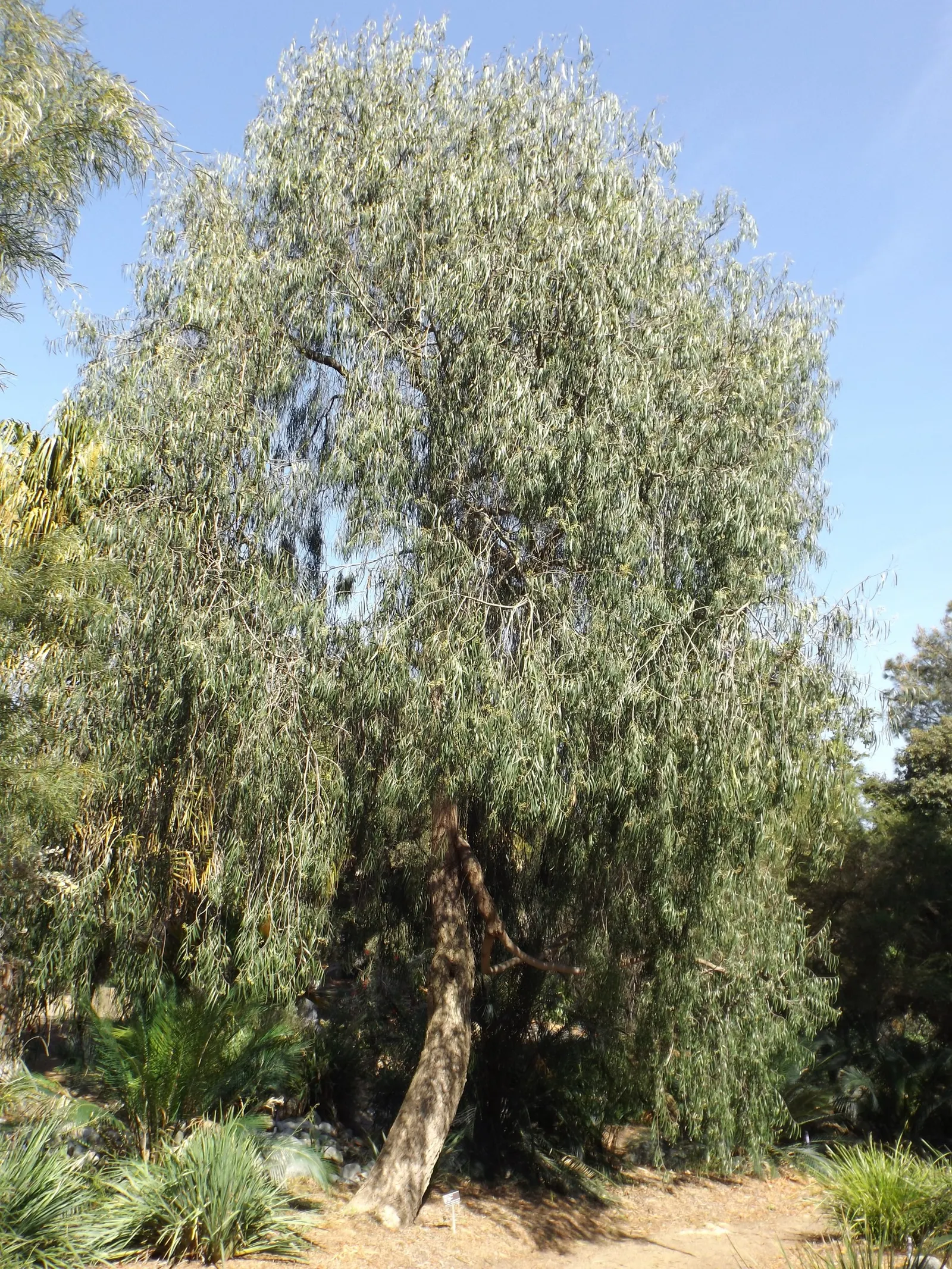 Australian Willow (Geijera parviflora) — it thrives in full sun and exhibits drought tolerance once established; tree with white blooms