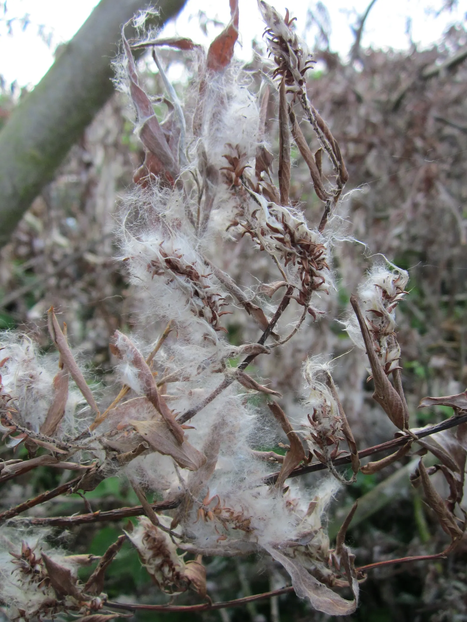 Australian Willow (Geijera parviflora) — exuding a refreshing citrus scent when crushed, image 32