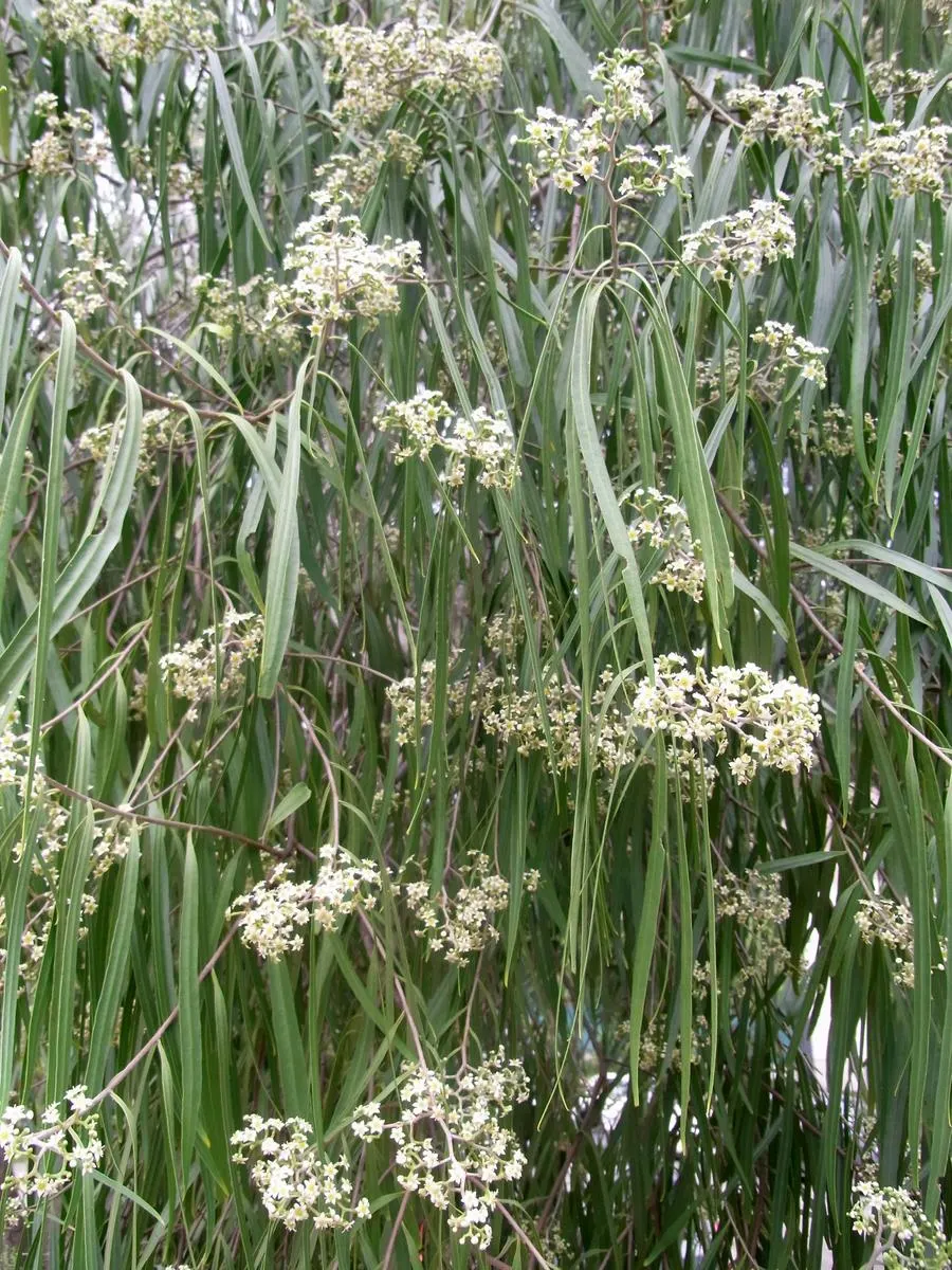Australian Willow (Geijera parviflora) — Small off-white flowers appear in spring